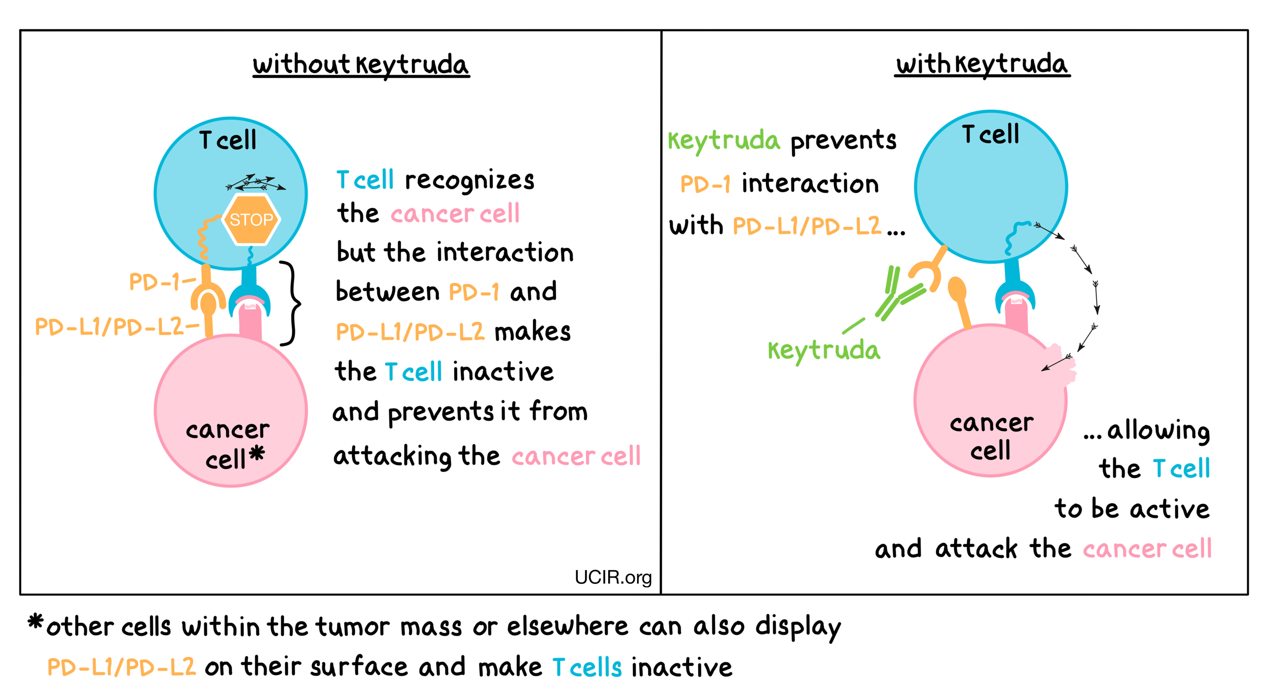 Mechanism Of Keytruda