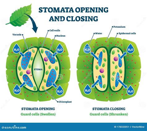 Mechanism Of Stomatal Opening And Closing