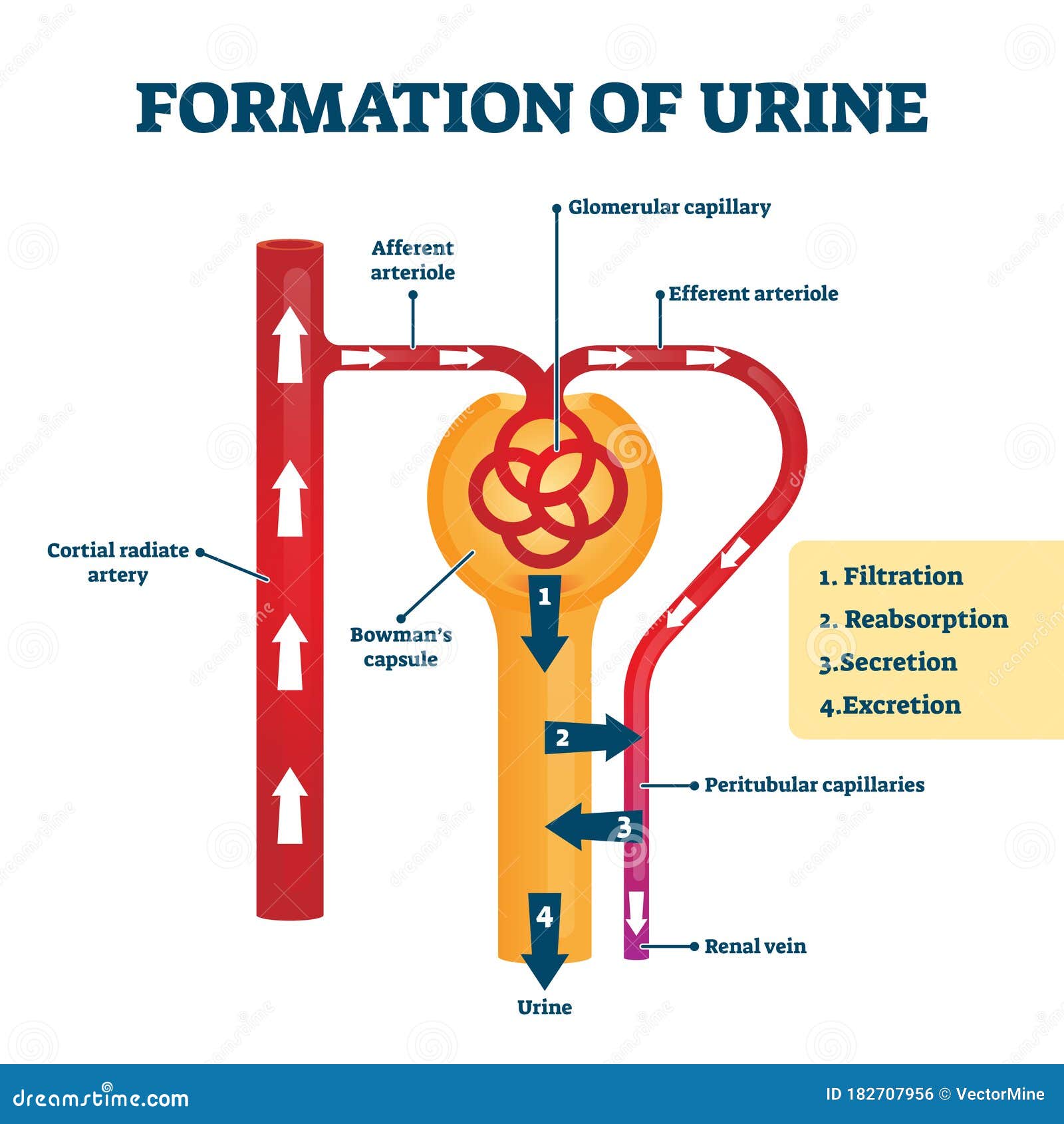 Mechanism Of Urine Formation Diagram