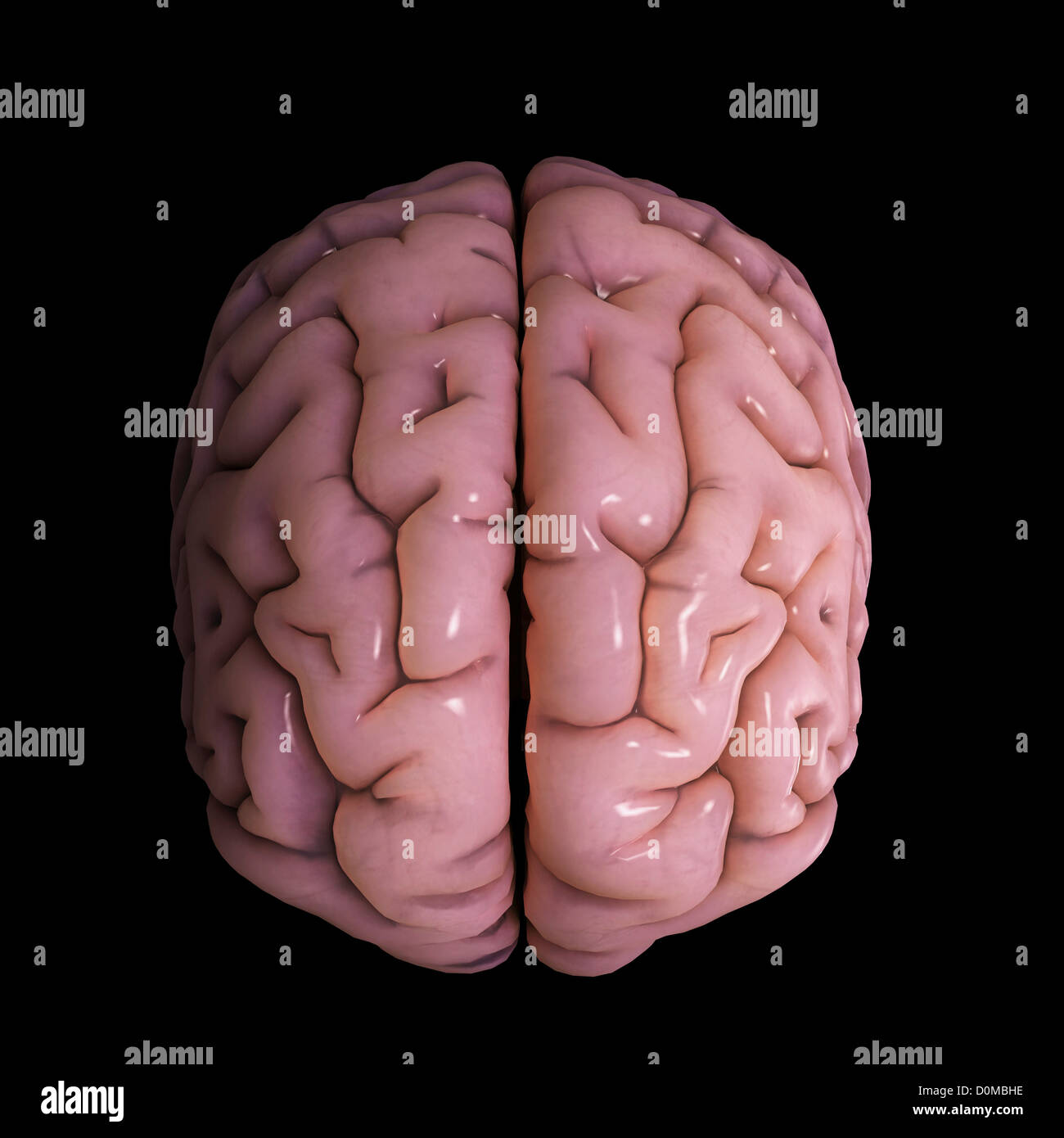 Medial Longitudinal Fissure