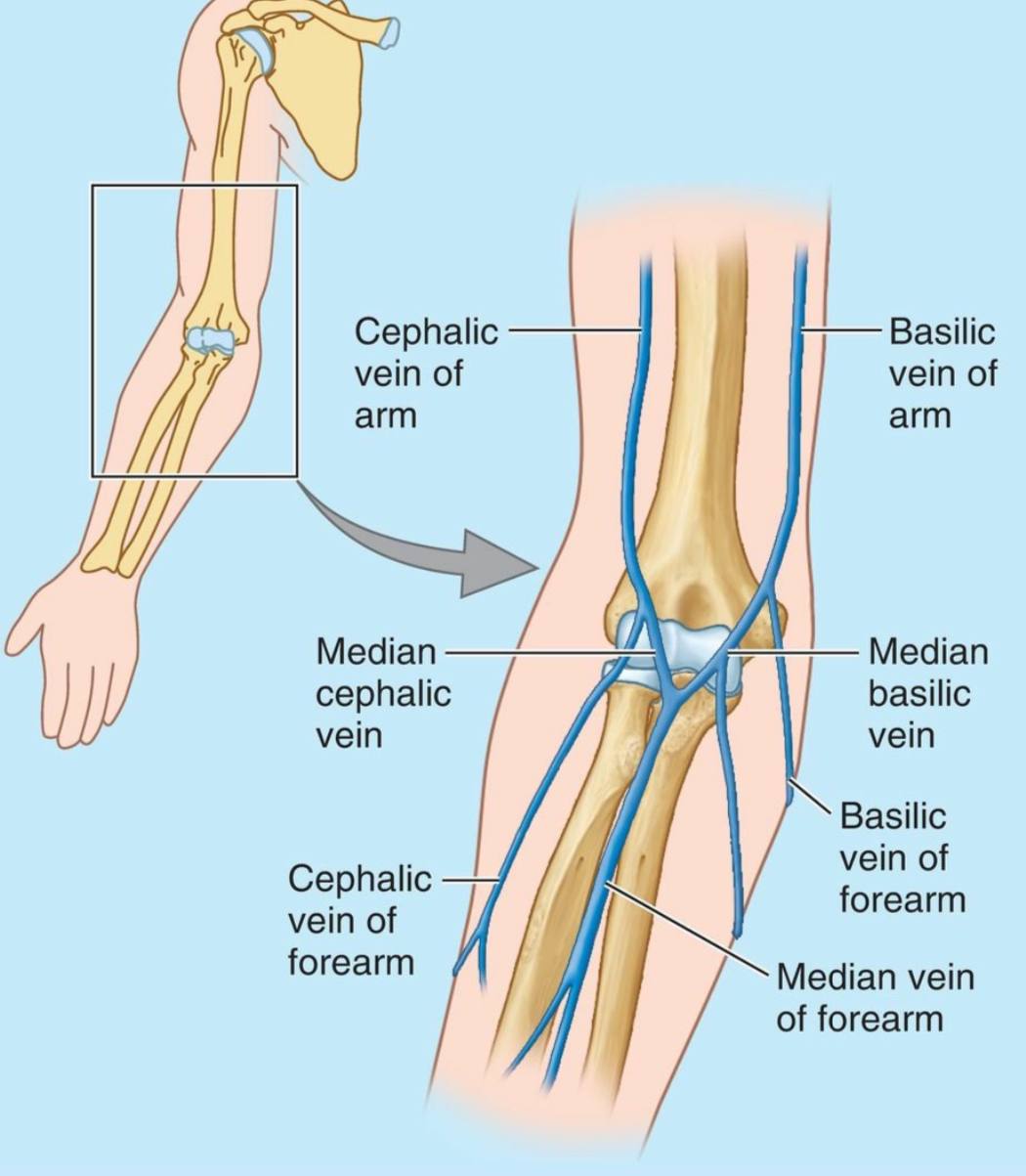 Median Antecubital Vein