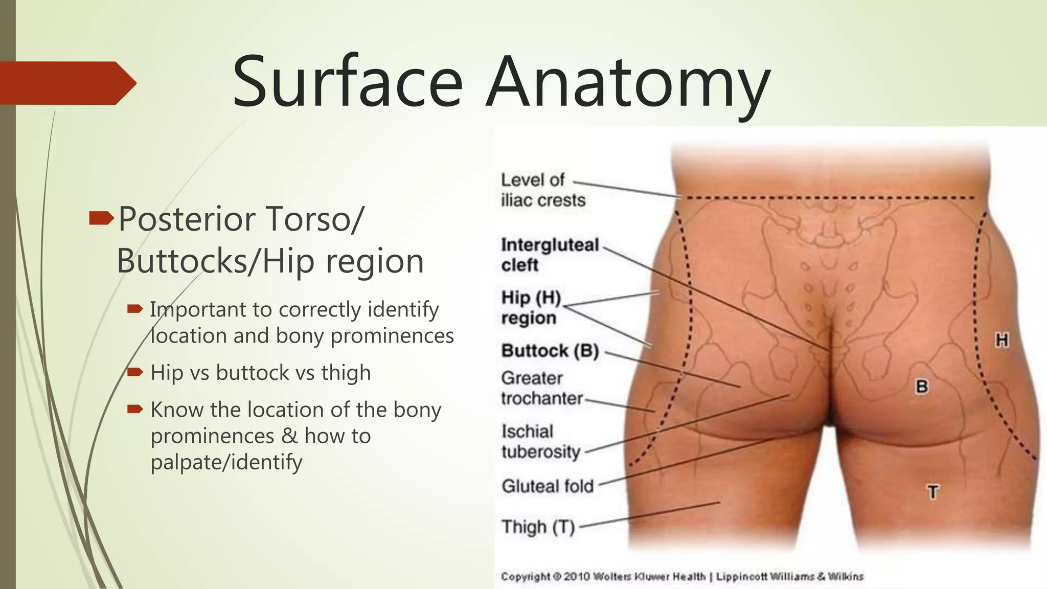 Medical Term For Buttock Crack