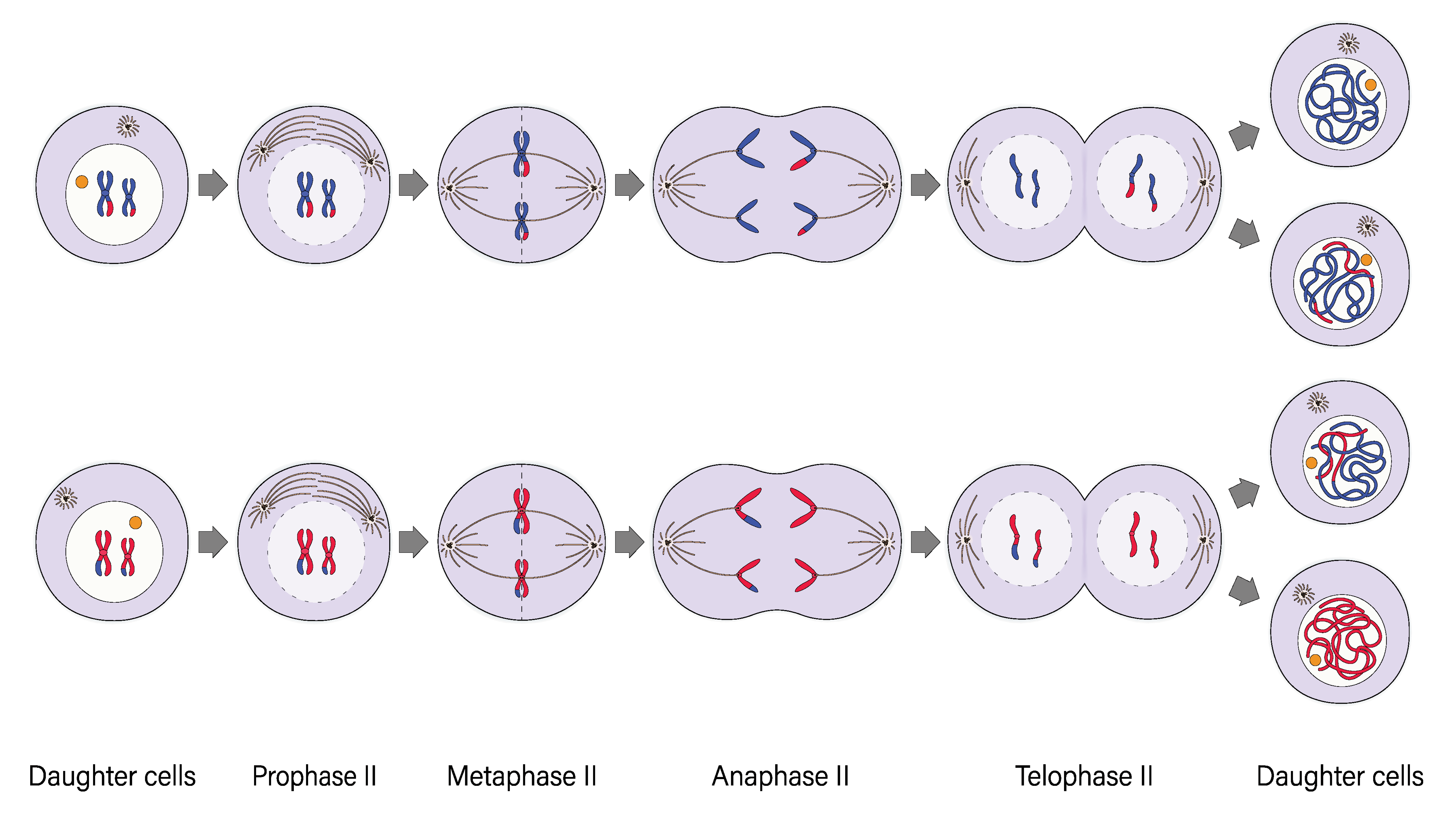 Meiosis Stages Anaphase 1