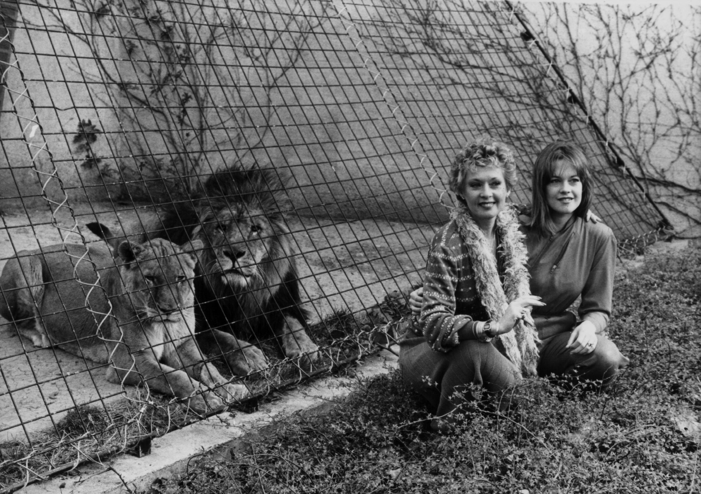 Melanie Griffith Face Surgery Lion