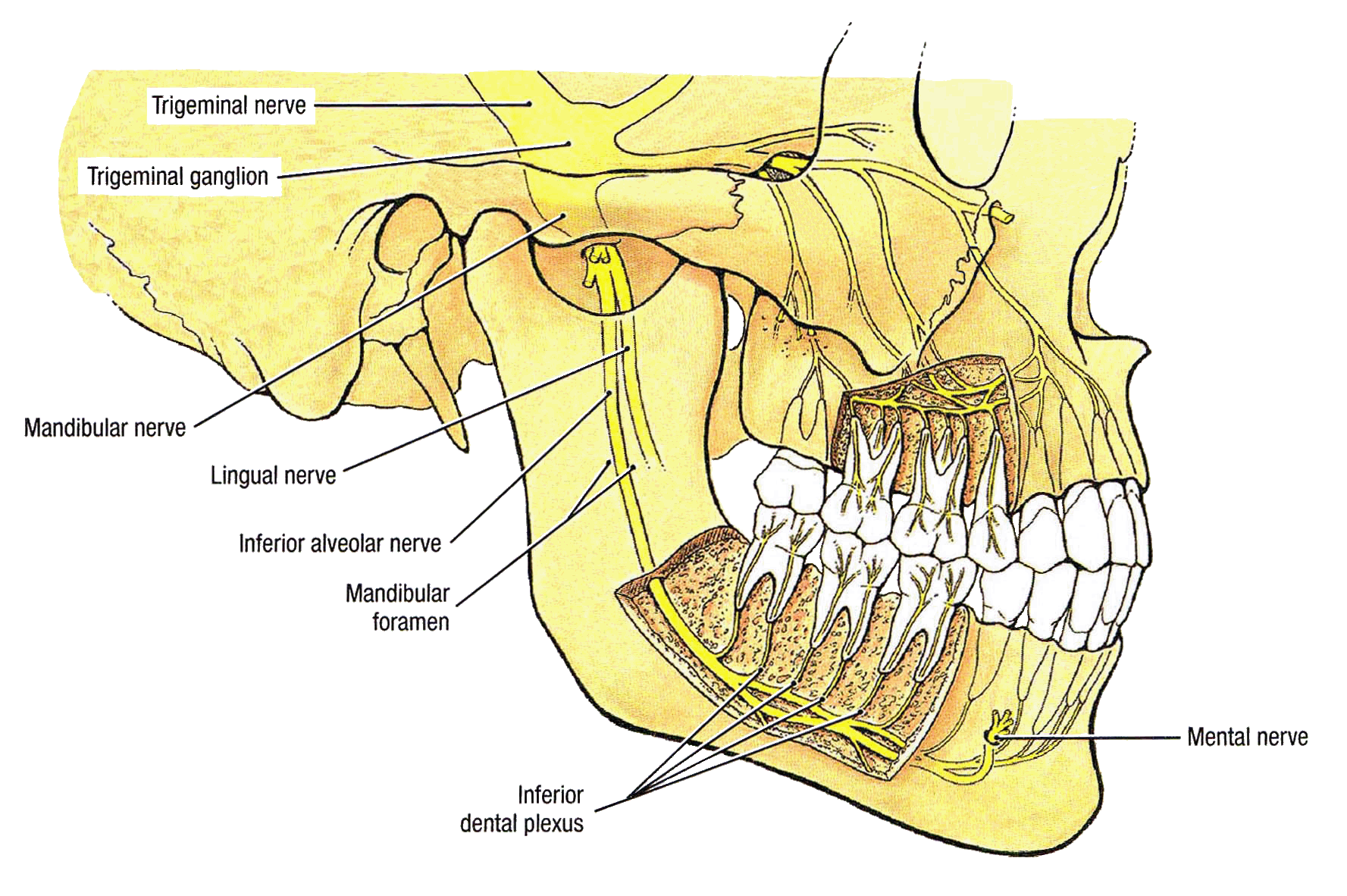 Mental Foramen Nerve