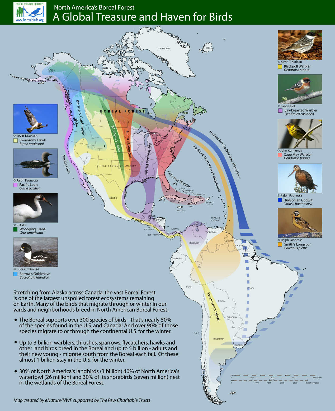 Migration Of Birds Pdf Free Download