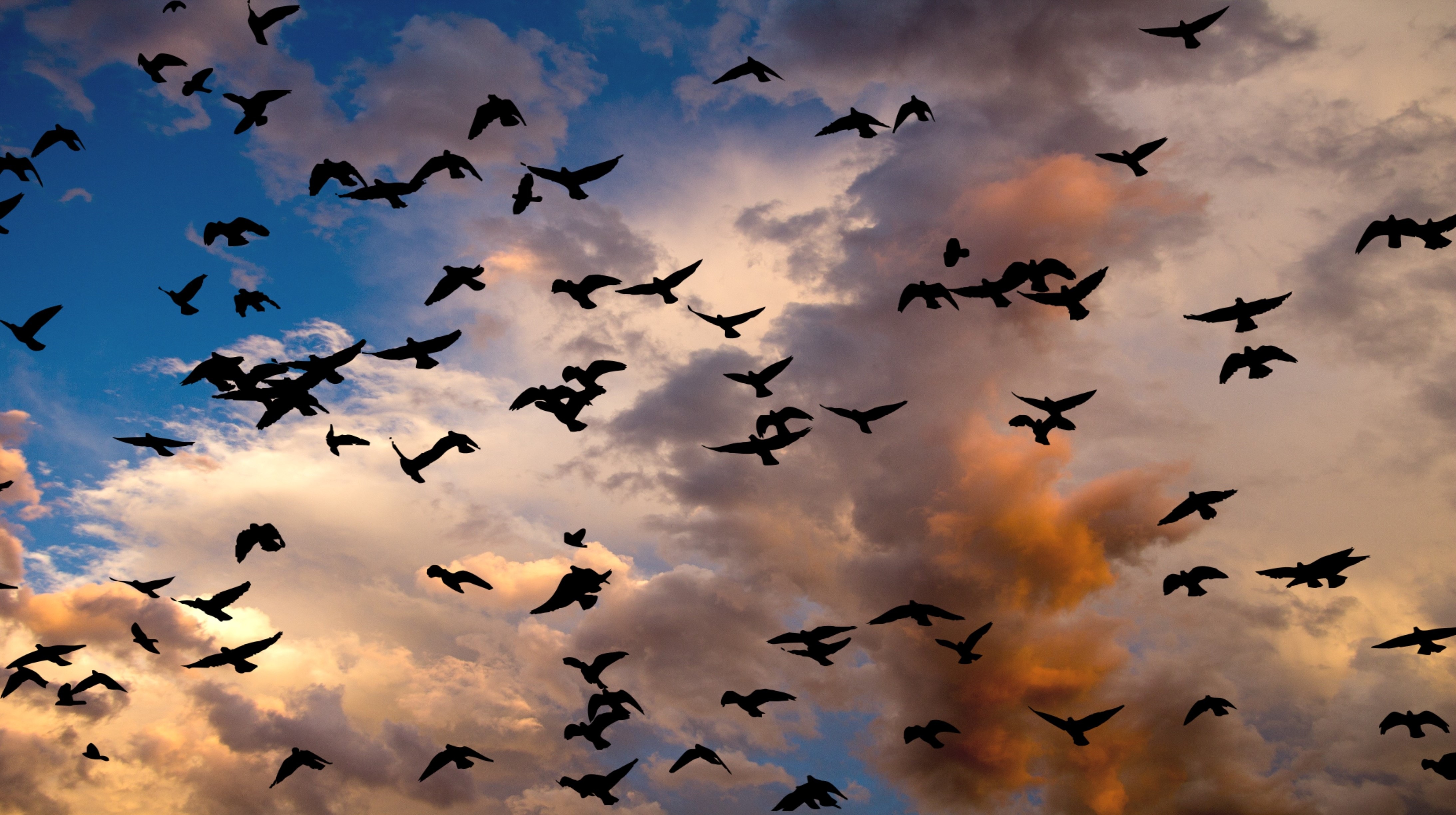 Migration Of Clouds
