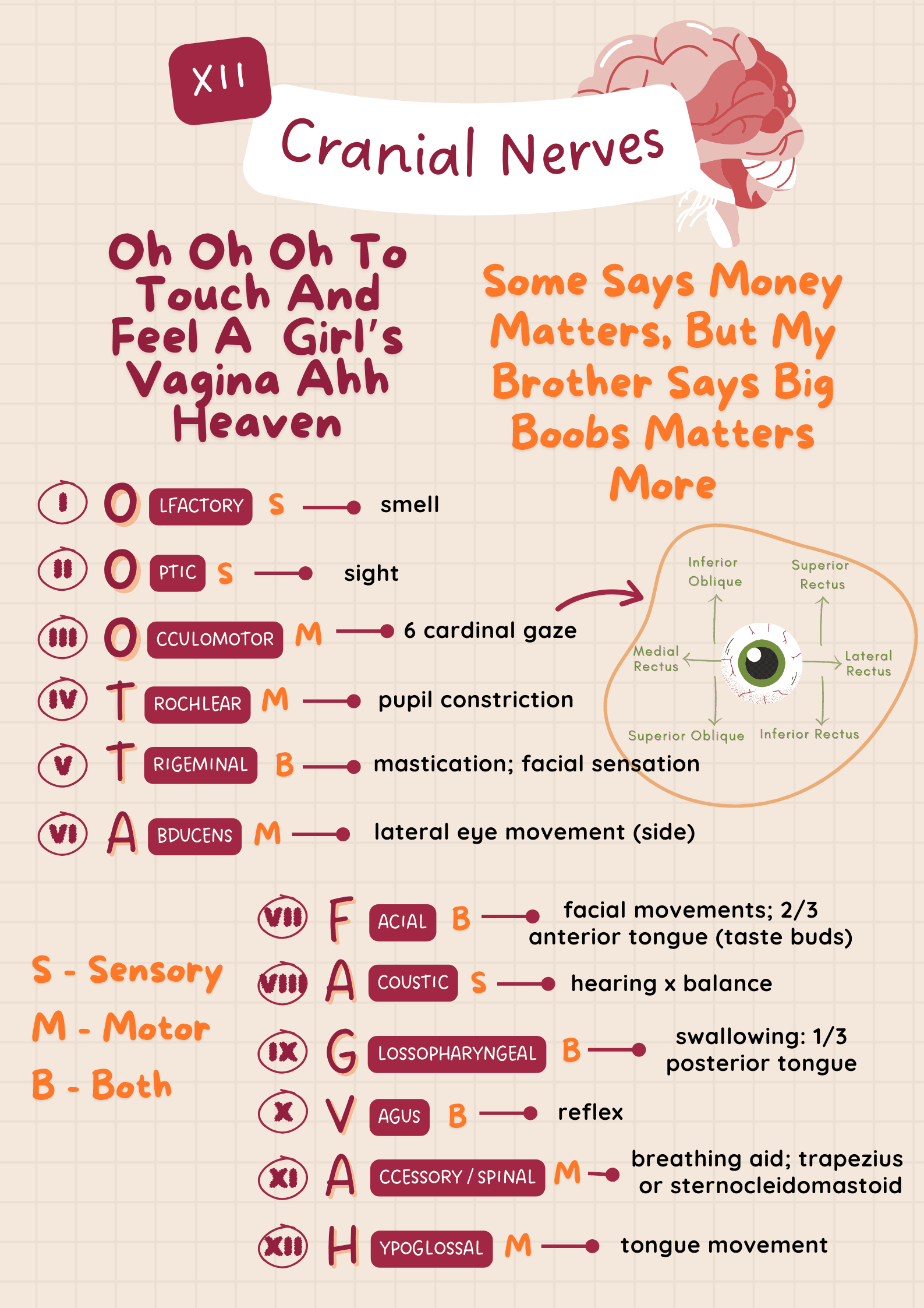 Mnemonic Nerves Cranial
