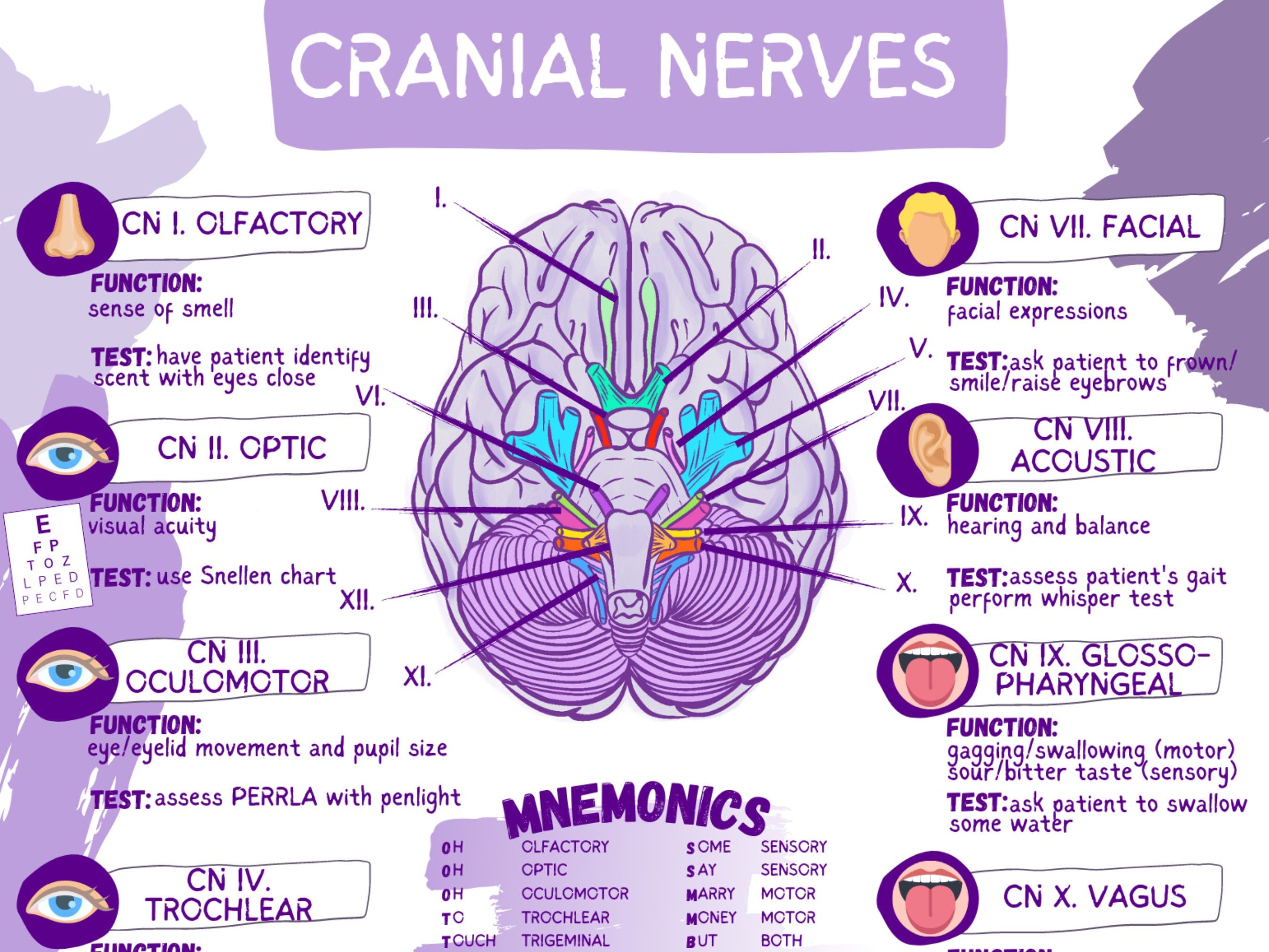 Mnemonics For Cranial Nerves
