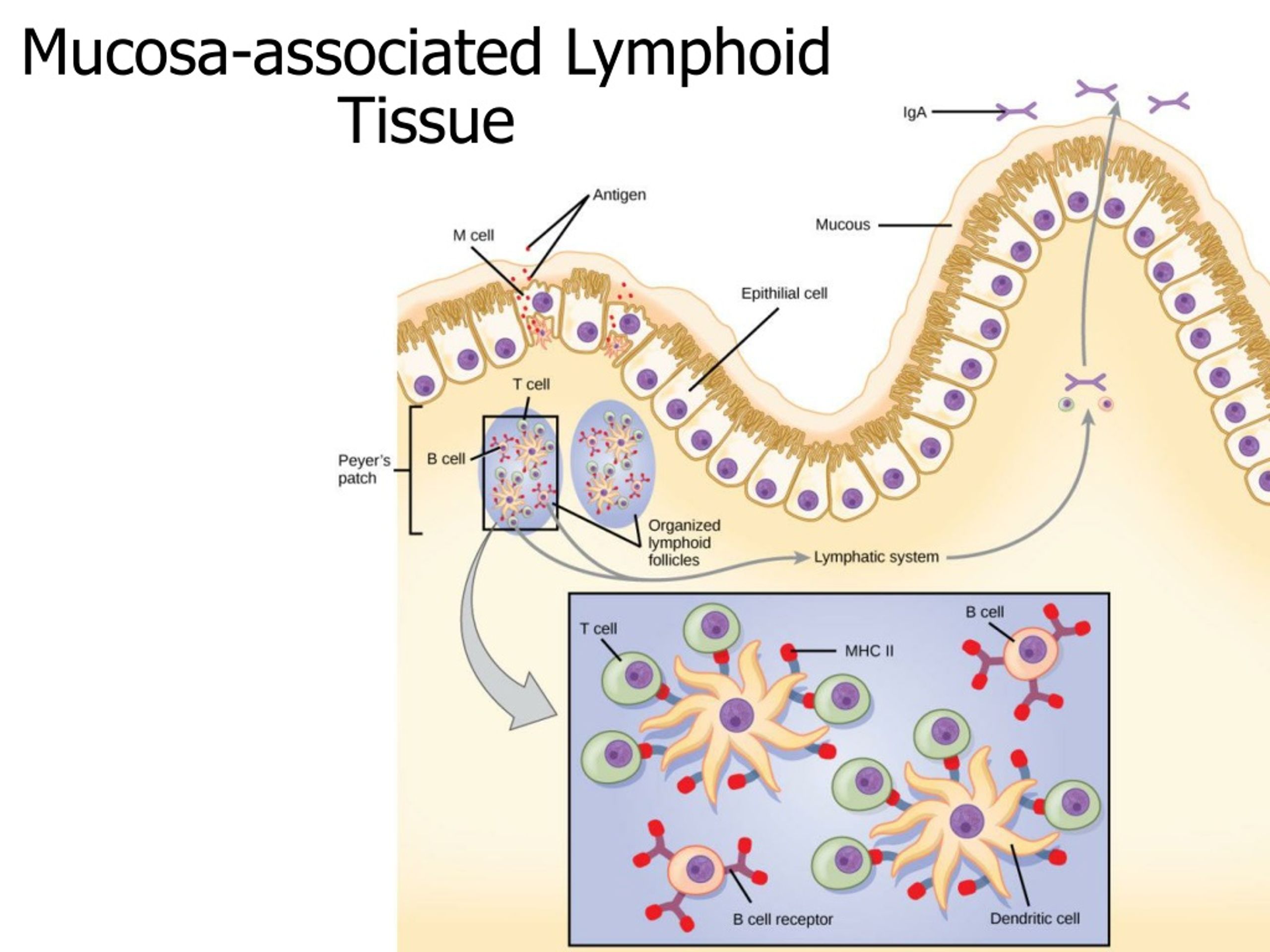 Mucus Associated Lymphoid Tissue