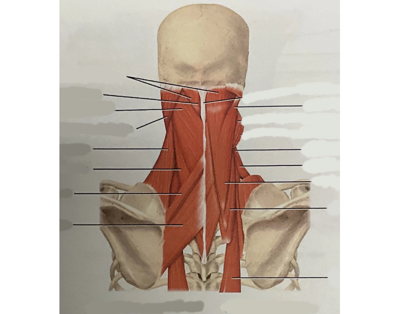 Muscles Of Posterior Neck