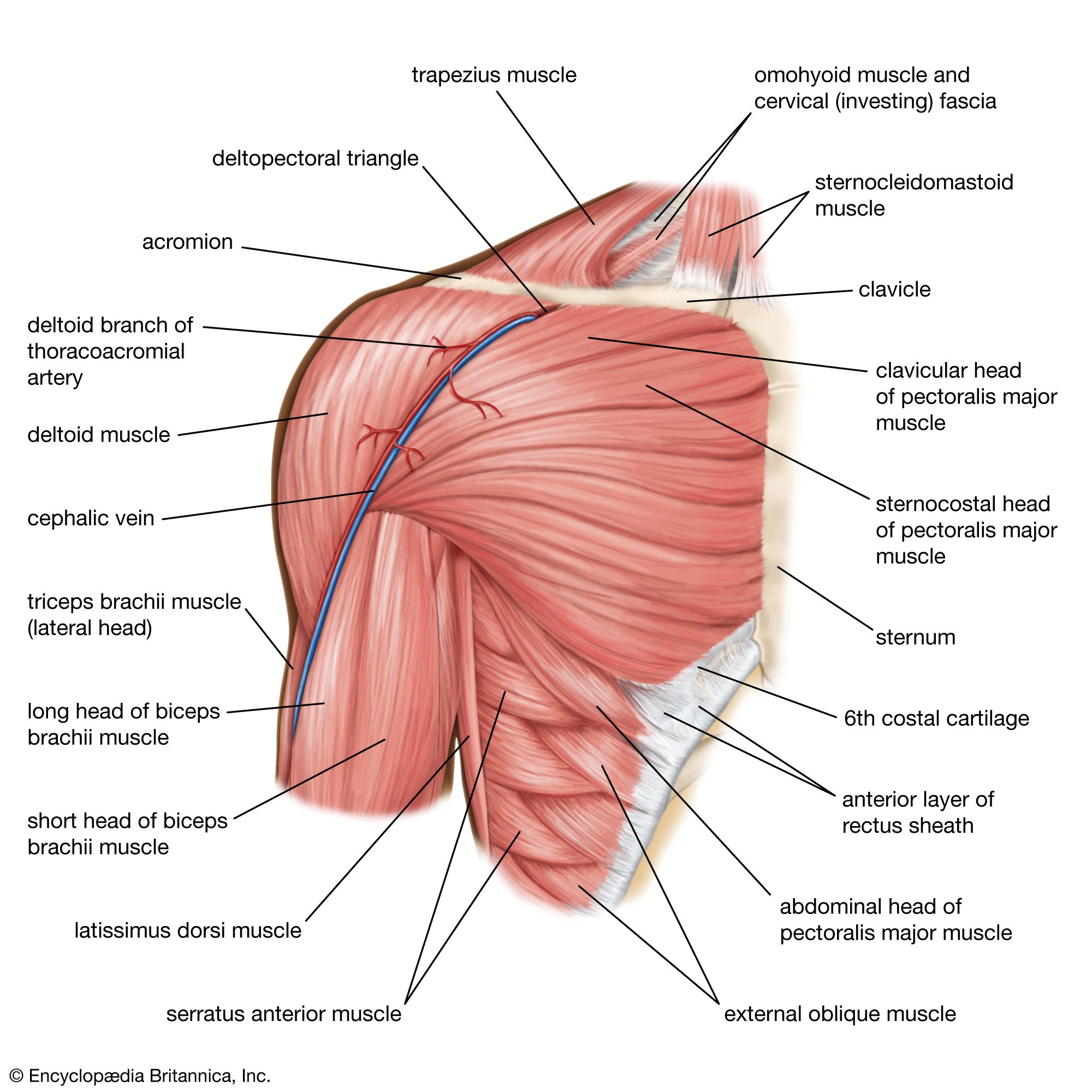 Name Shoulder Muscles