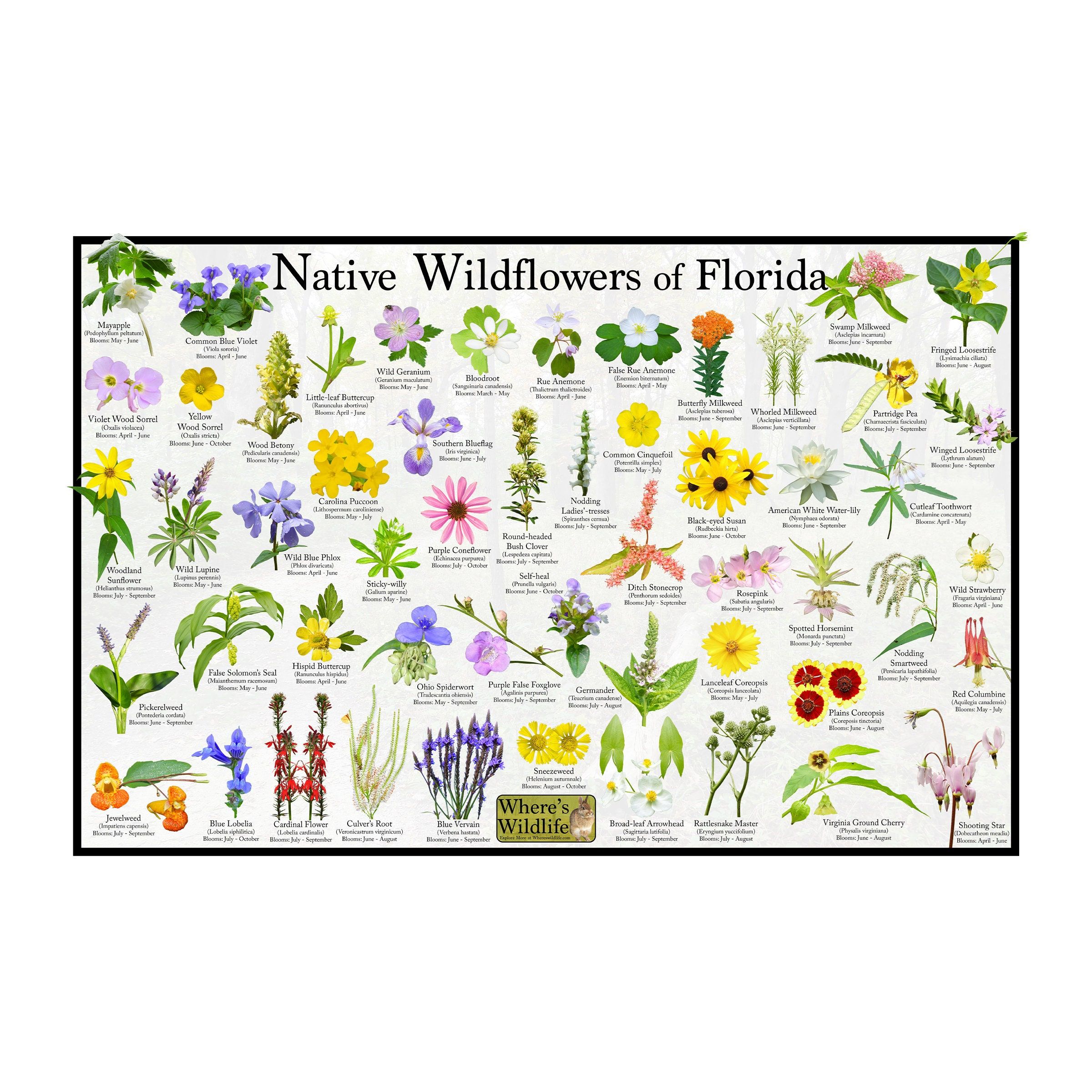 Native To Florida Flowers