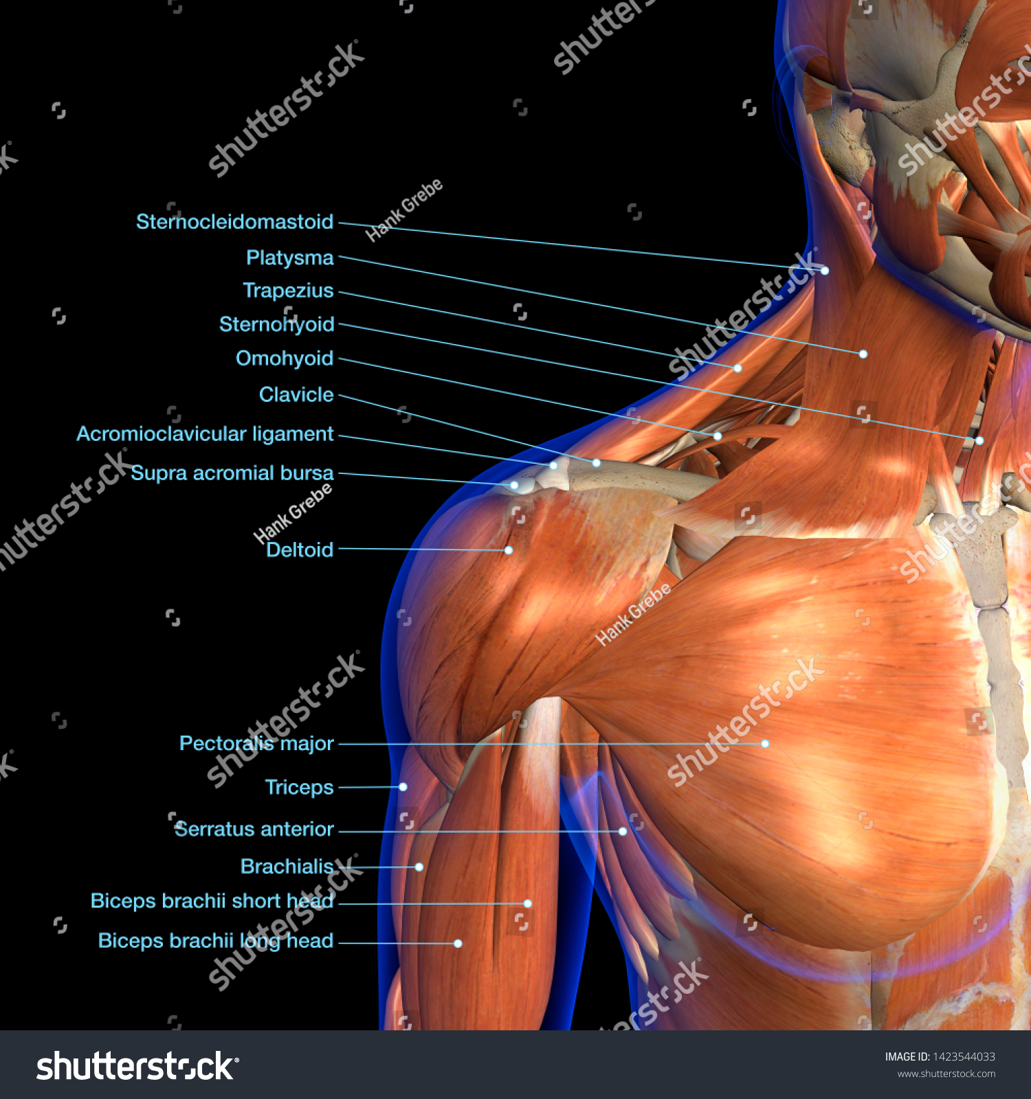 Neck Shoulder Muscles