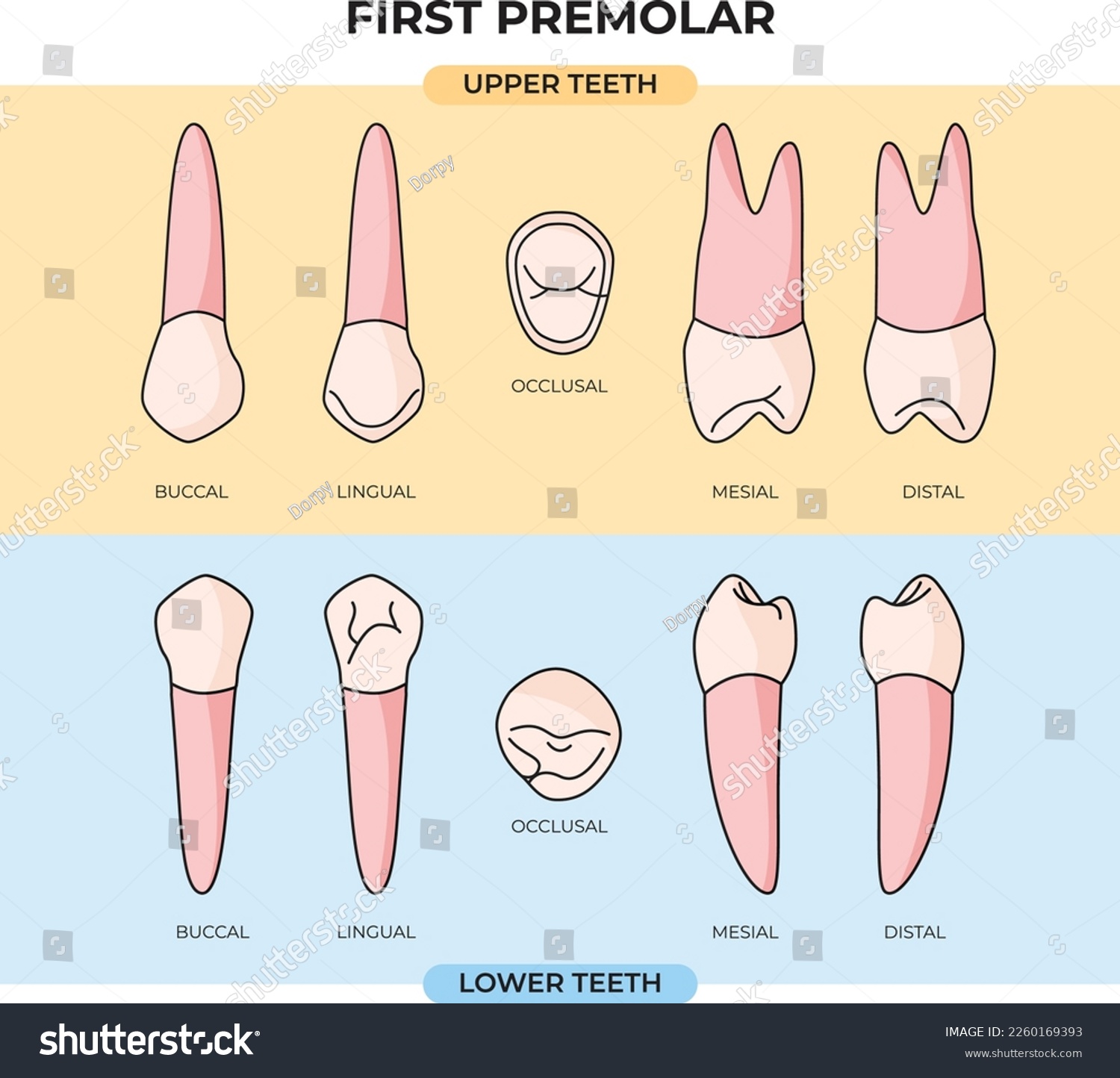Neighbors Of Premolars