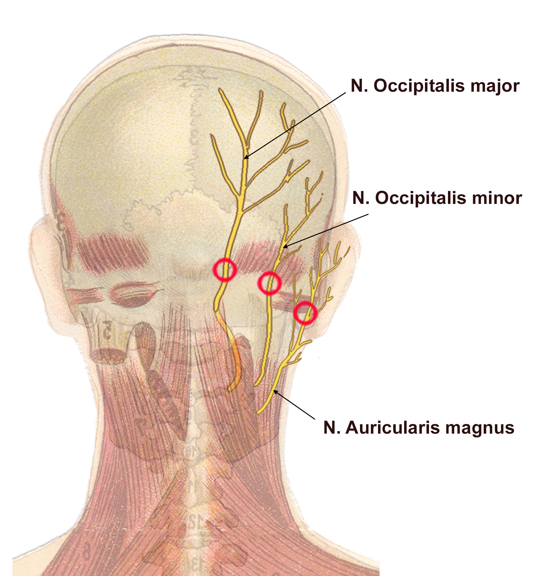 Nene Leakes Son Brentt Update
