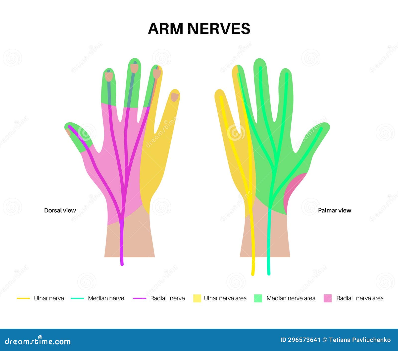 Nerves In Hand