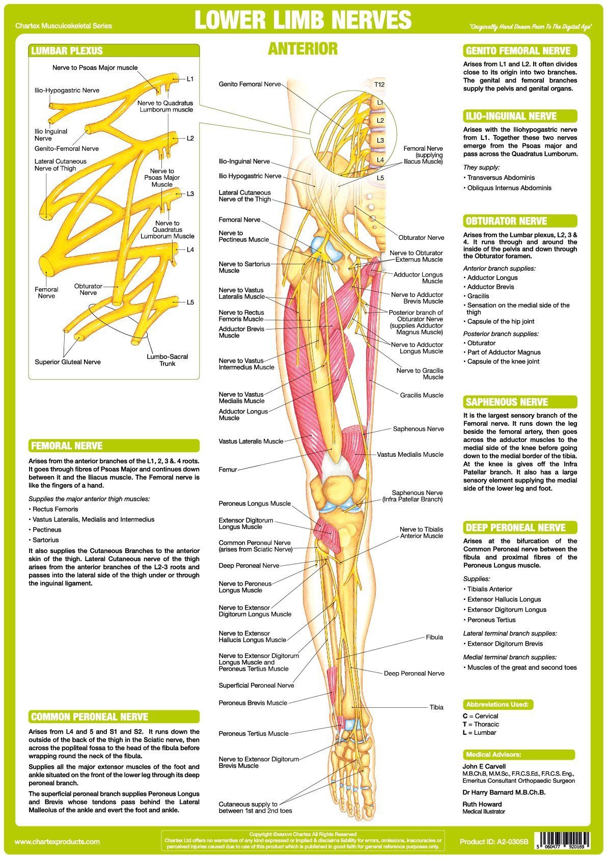 Nerves Of The Leg