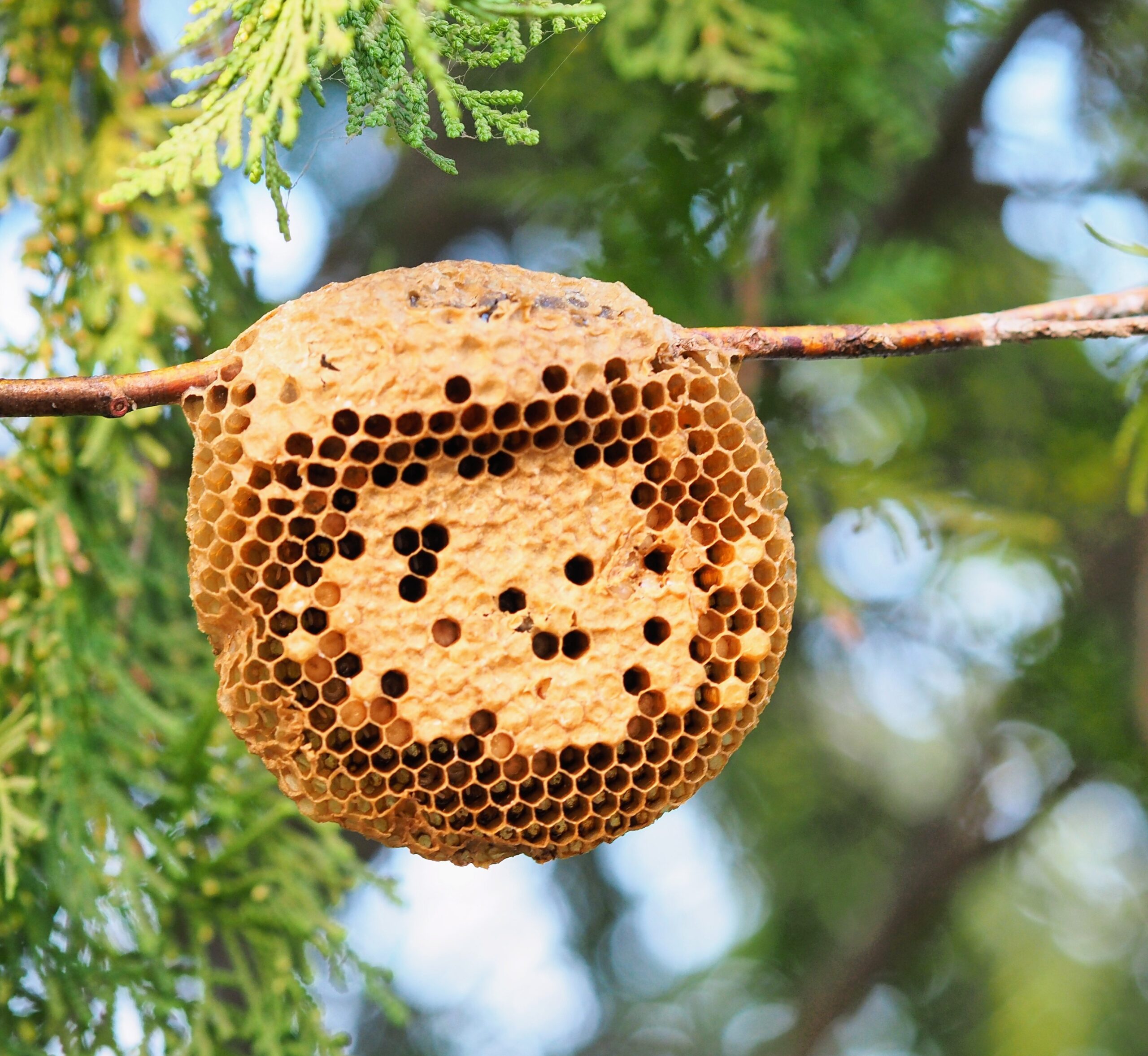Nest Of Bees