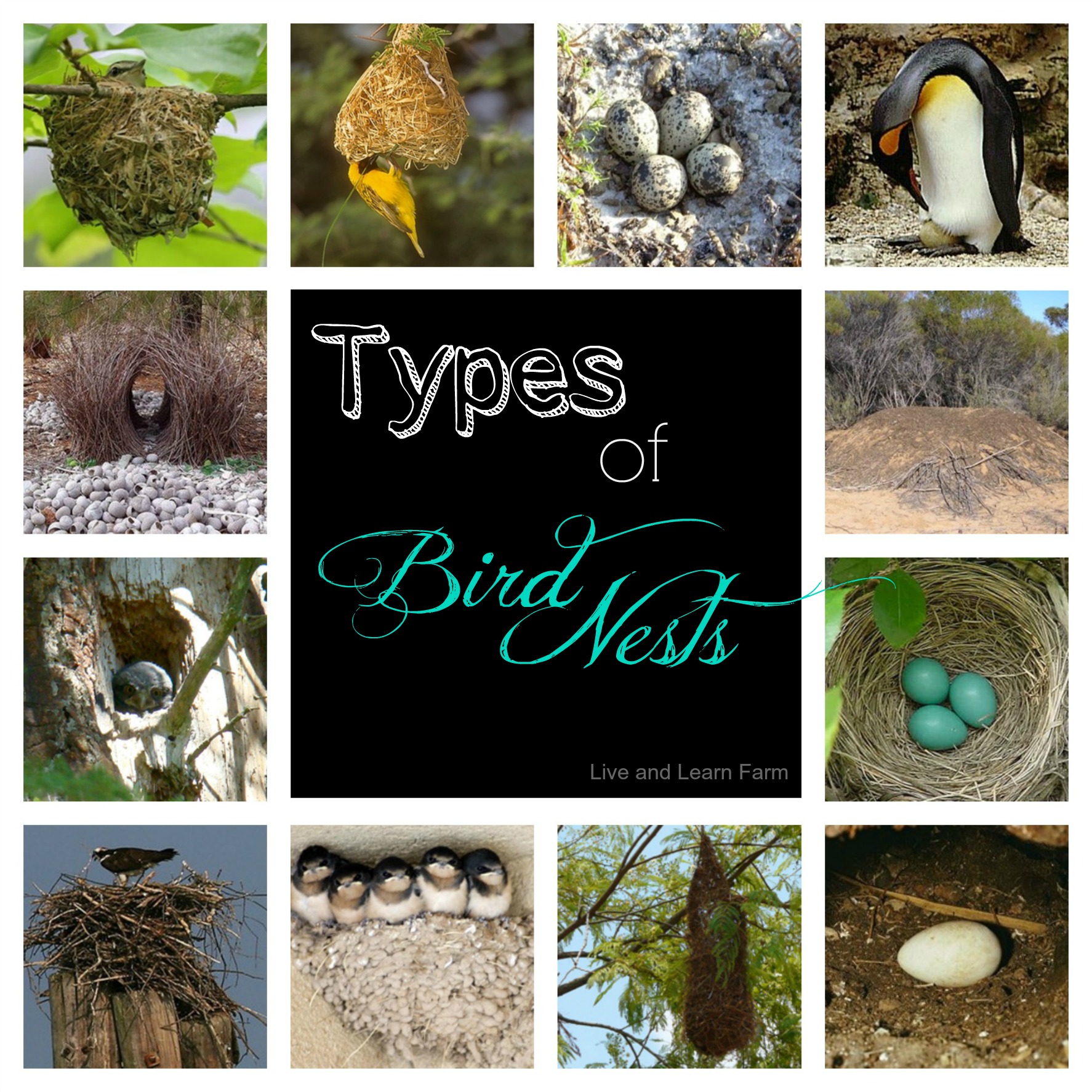 Nest Of Different Types Of Birds