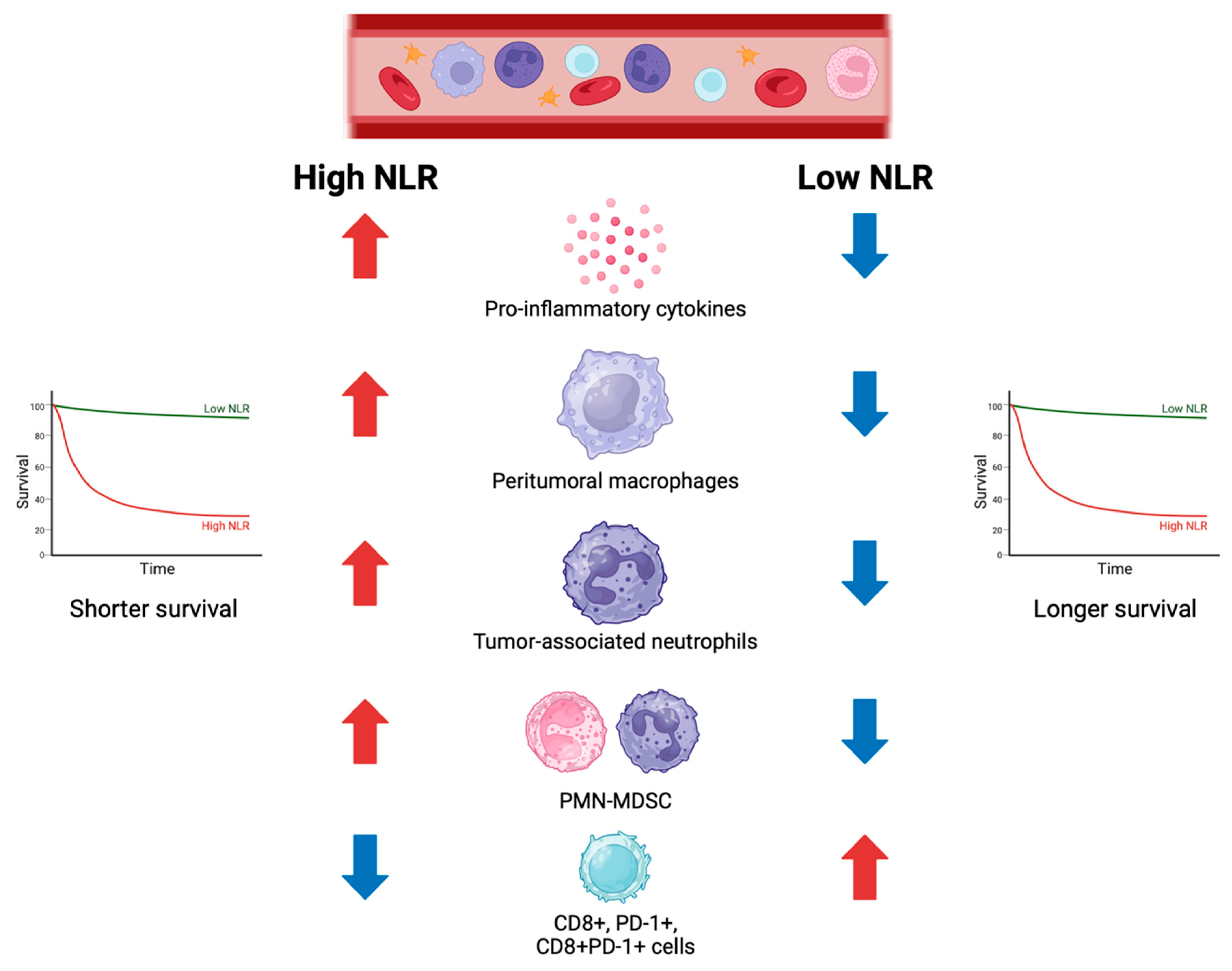 Neutrophils High Lymphocytes Low