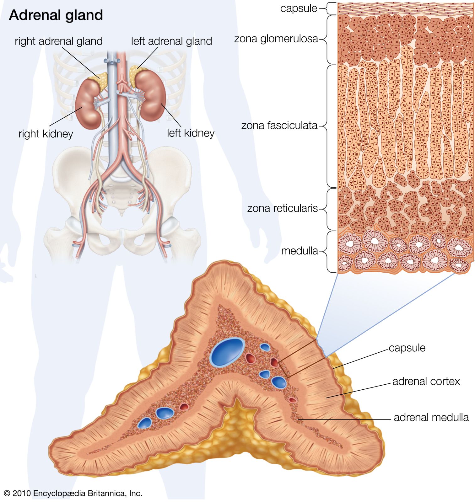 Nodule On Adrenal Gland