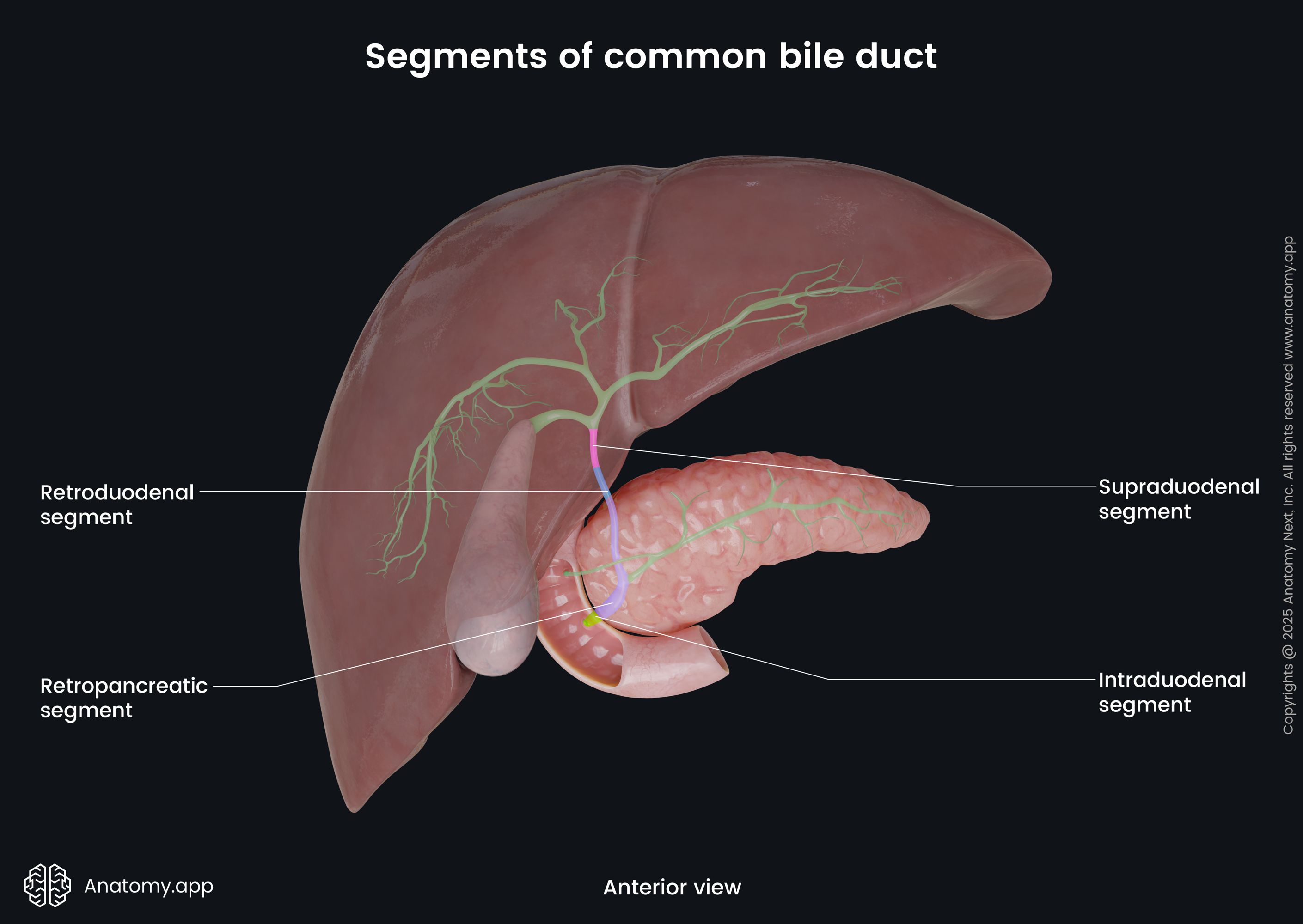 Normal Common Bile Duct Size