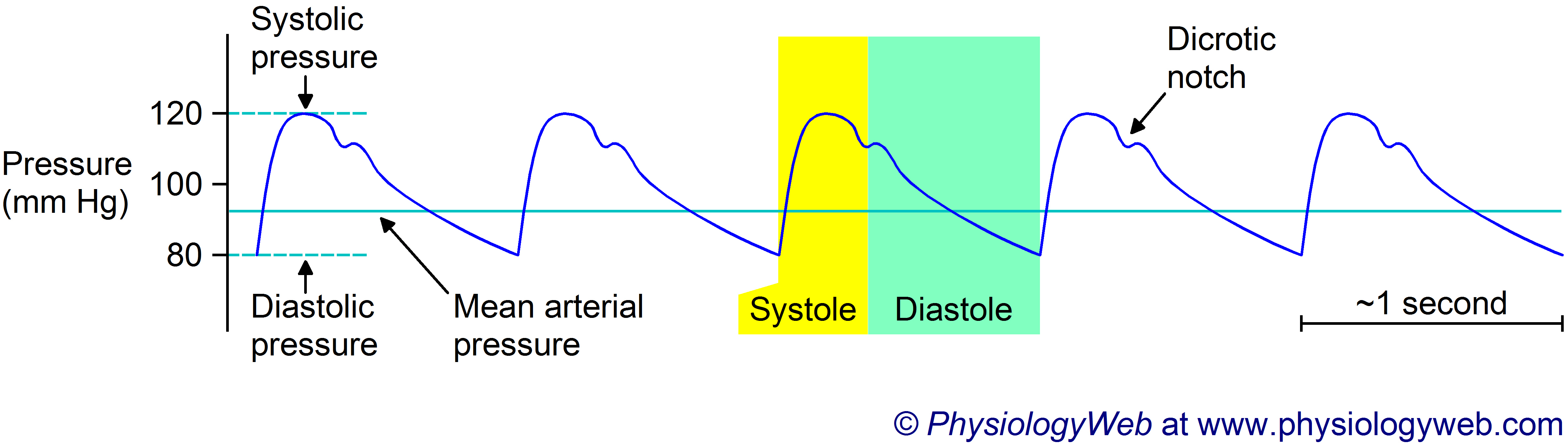 Normal Mean Arterial Pressure