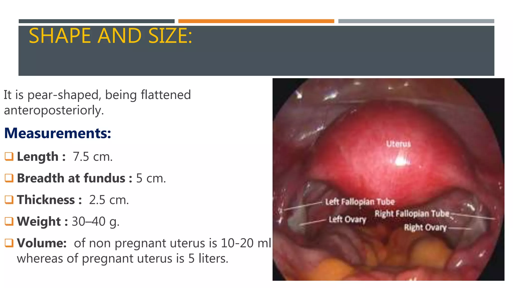 Normal Size For A Uterus