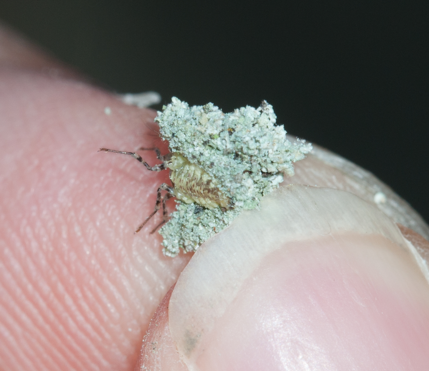 Oak Mite Bites