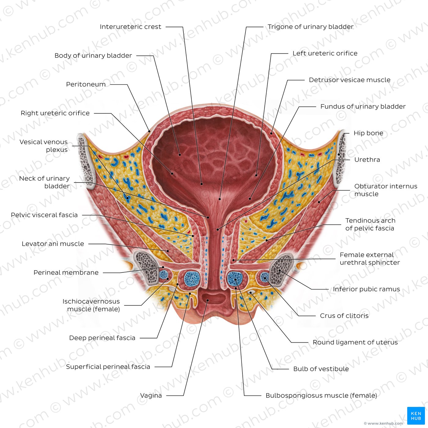 Open Urethra Female