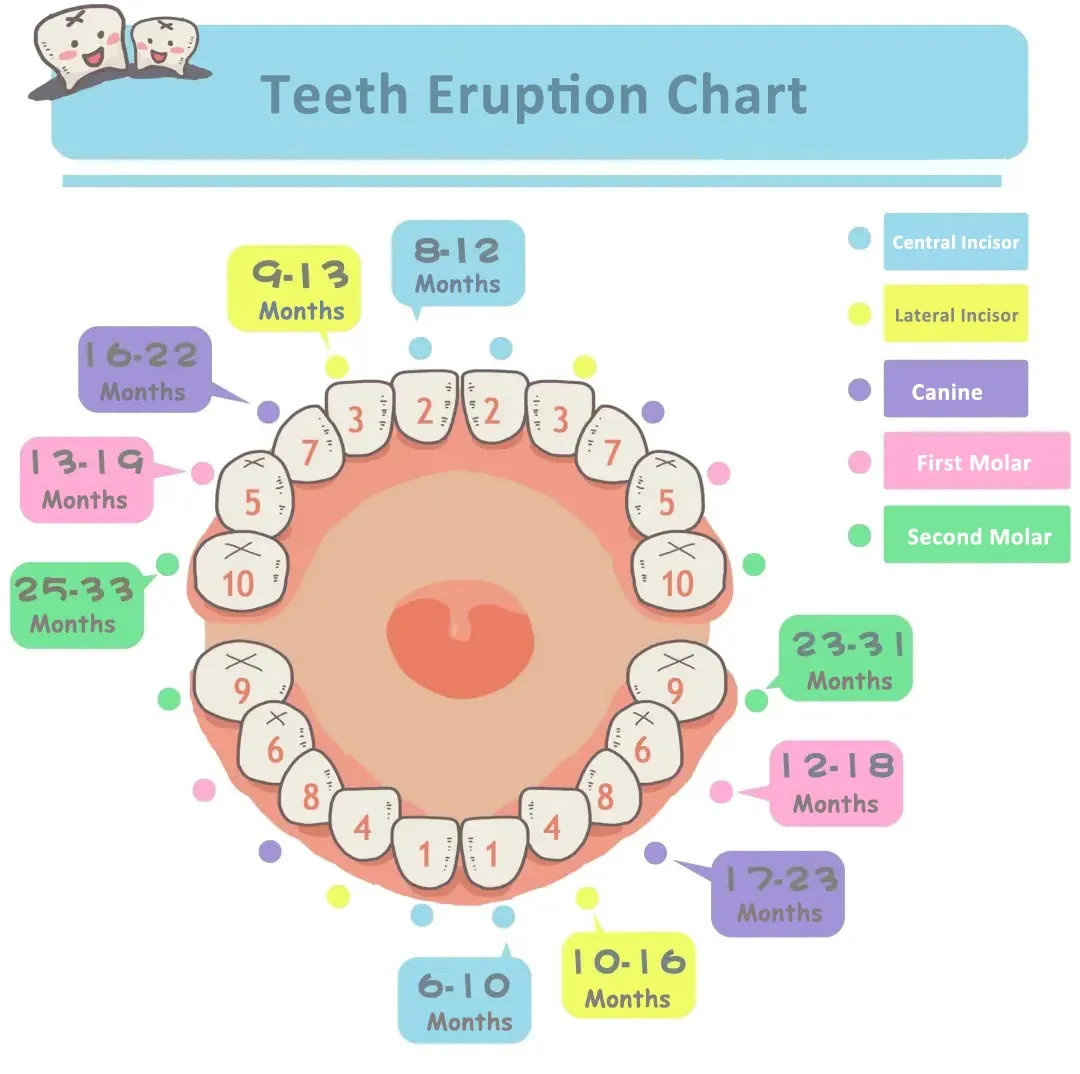 Order Of Eruption Teeth