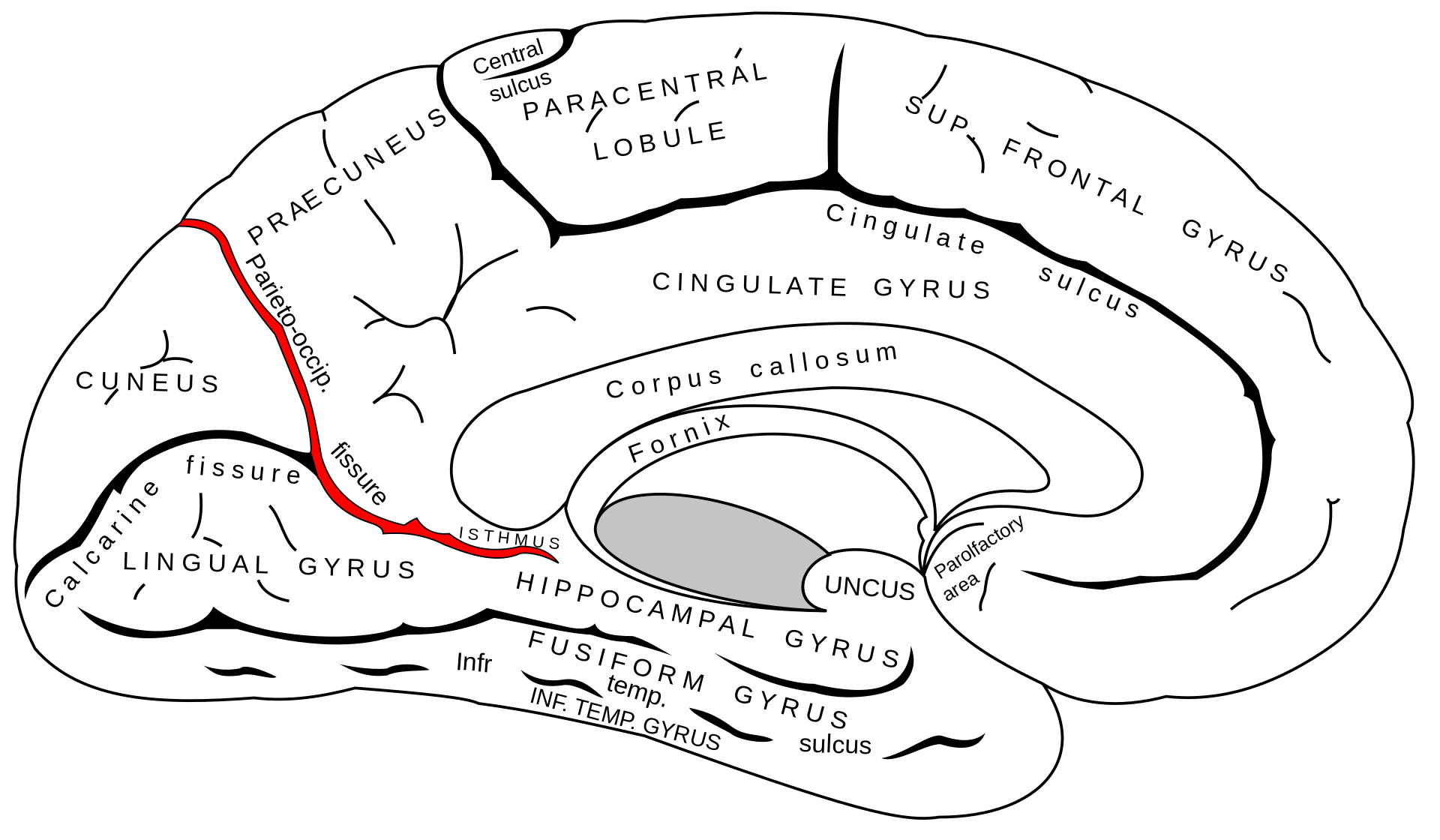Parieto Occipital Sulcus