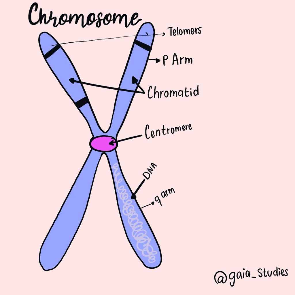 Parts Of Chromosomes