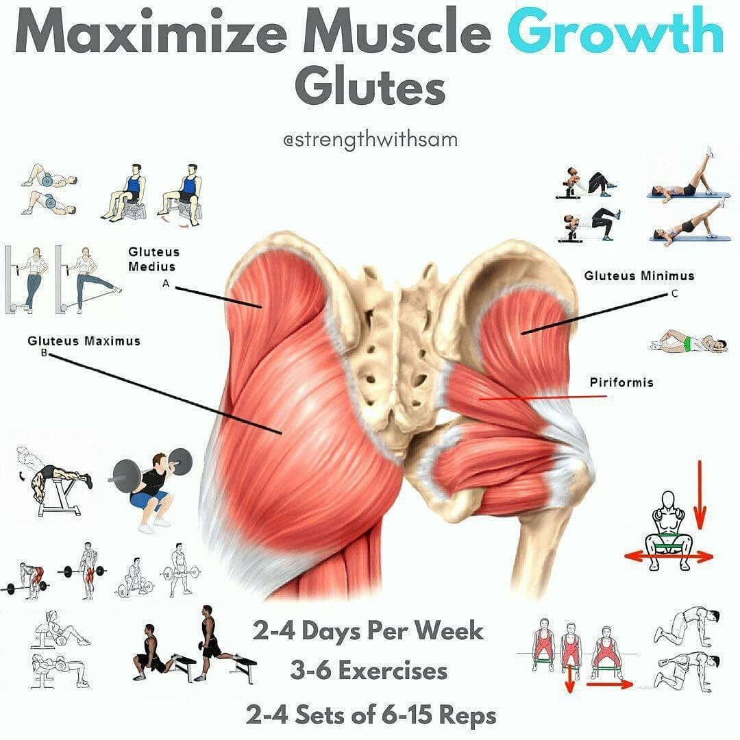 Parts Of Glutes