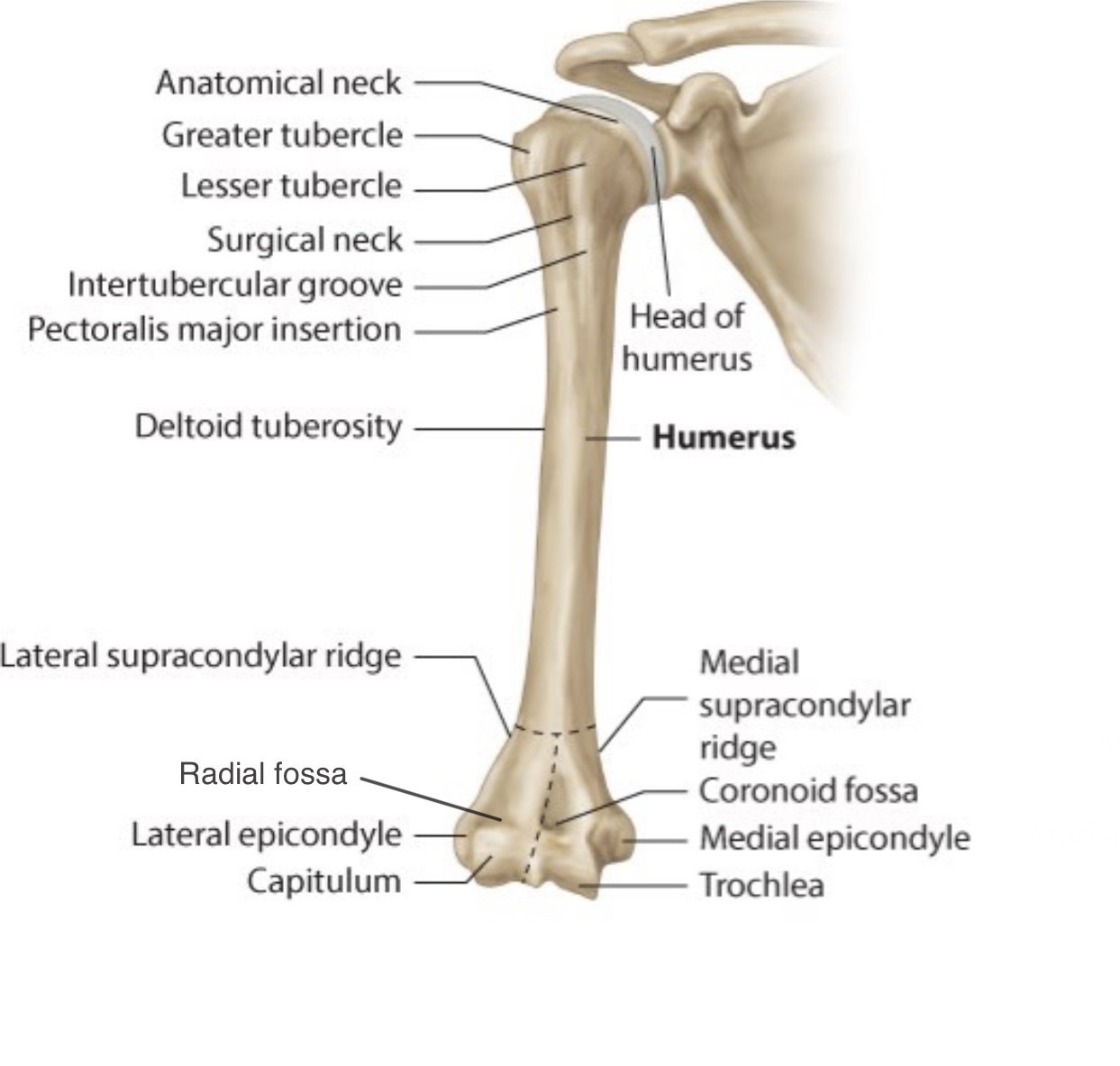 Parts Of Humerus