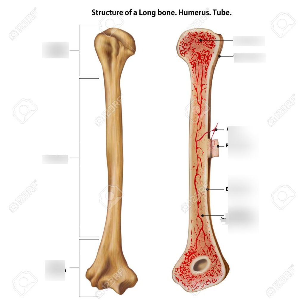 Parts Of Long Bone