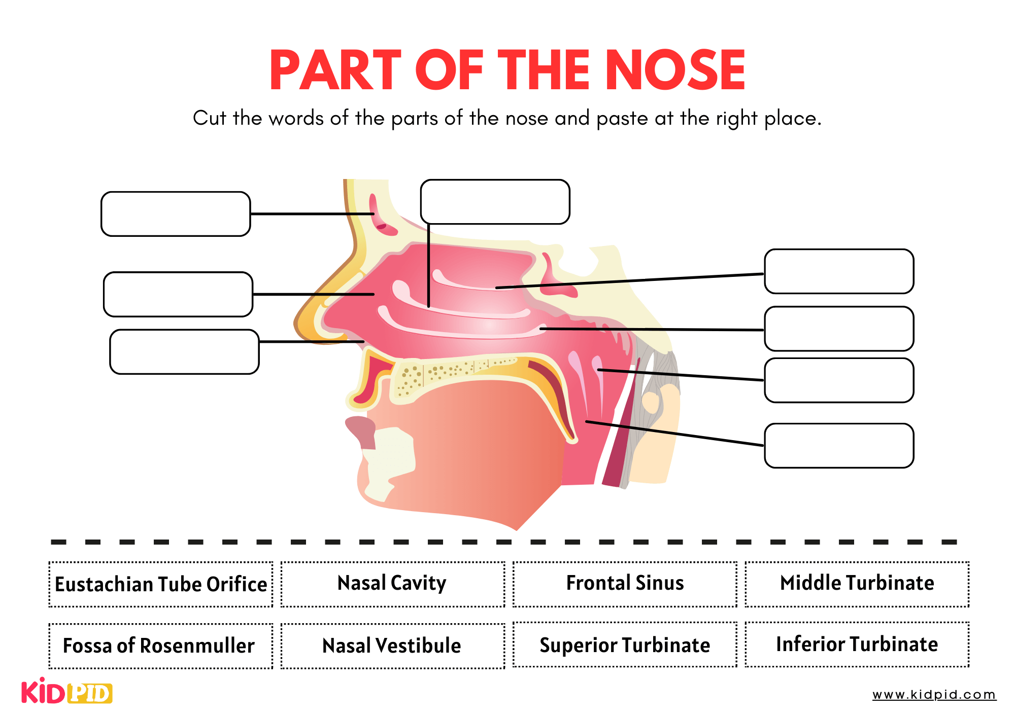 Parts Of Nose