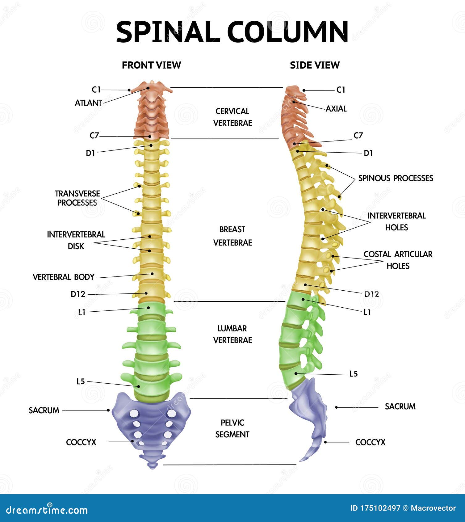 Parts Of Spine