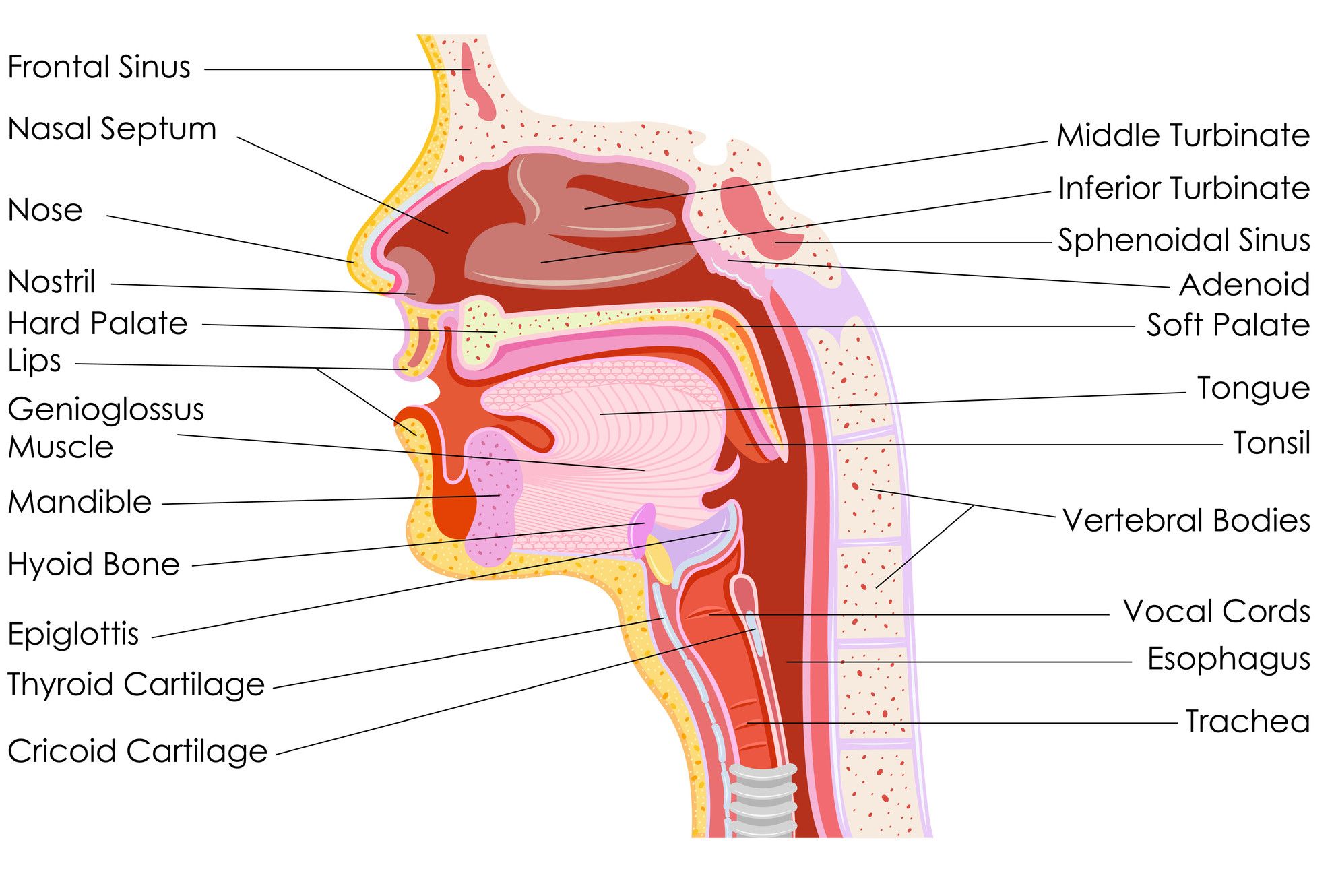 Parts Of The Throat