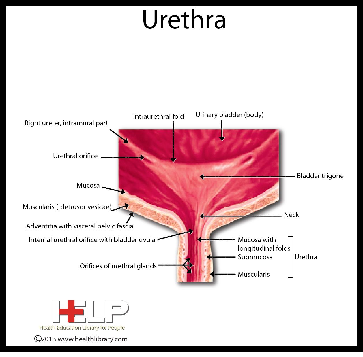 Parts Of Urethra