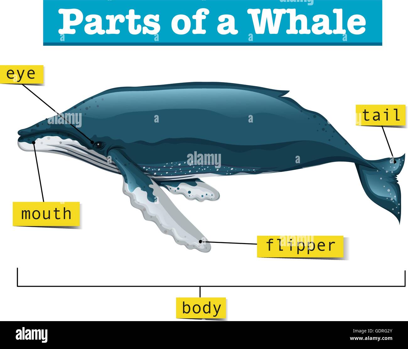 Parts Of Whale