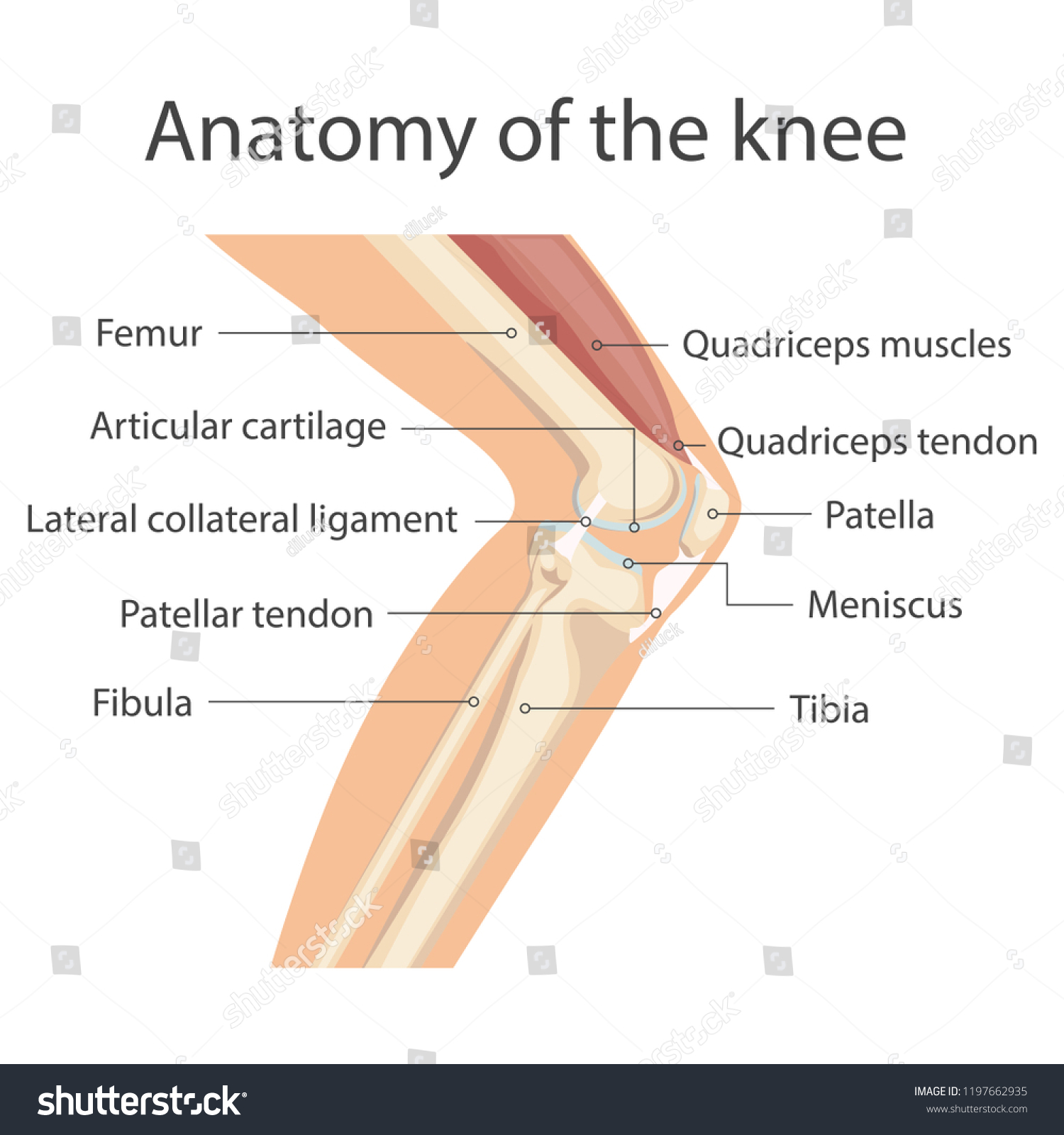 Parts On The Knee