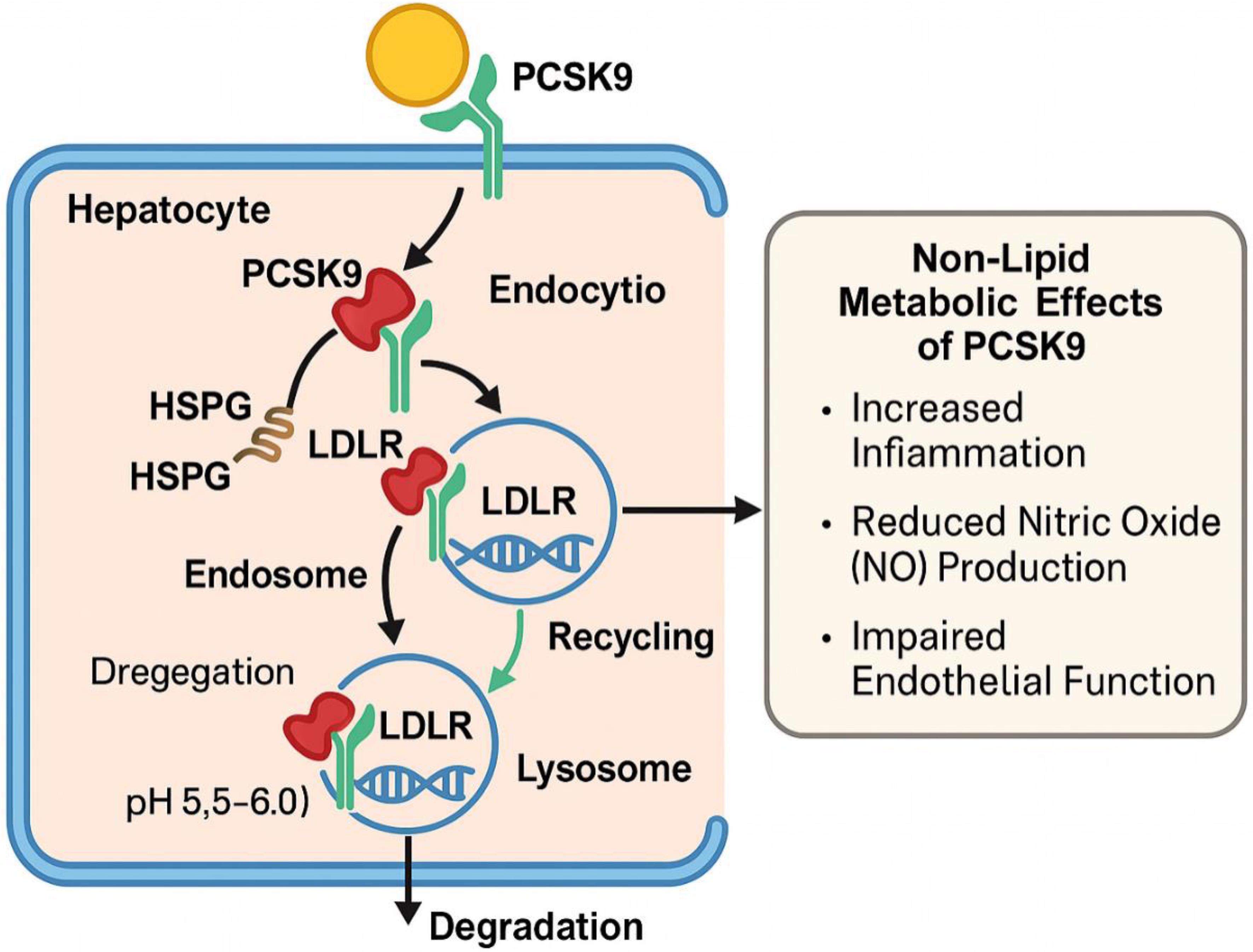 Pcsk9 Inhibitors For Lipoprotein A