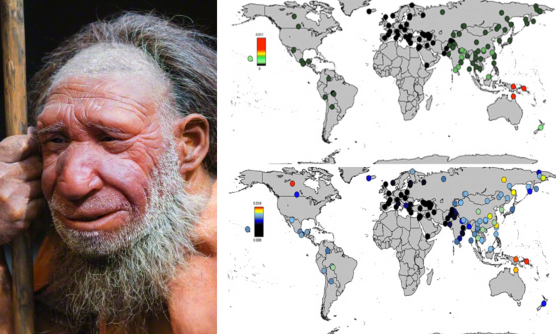 Percentage Of Neanderthal Dna In Modern Humans