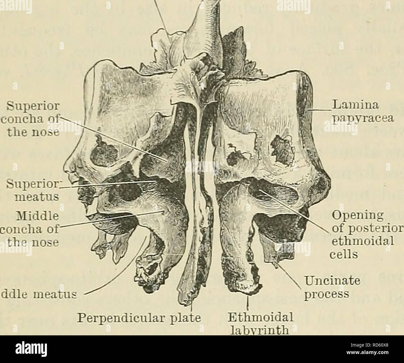 Perpendicular Plate Of Ethmoid Bone