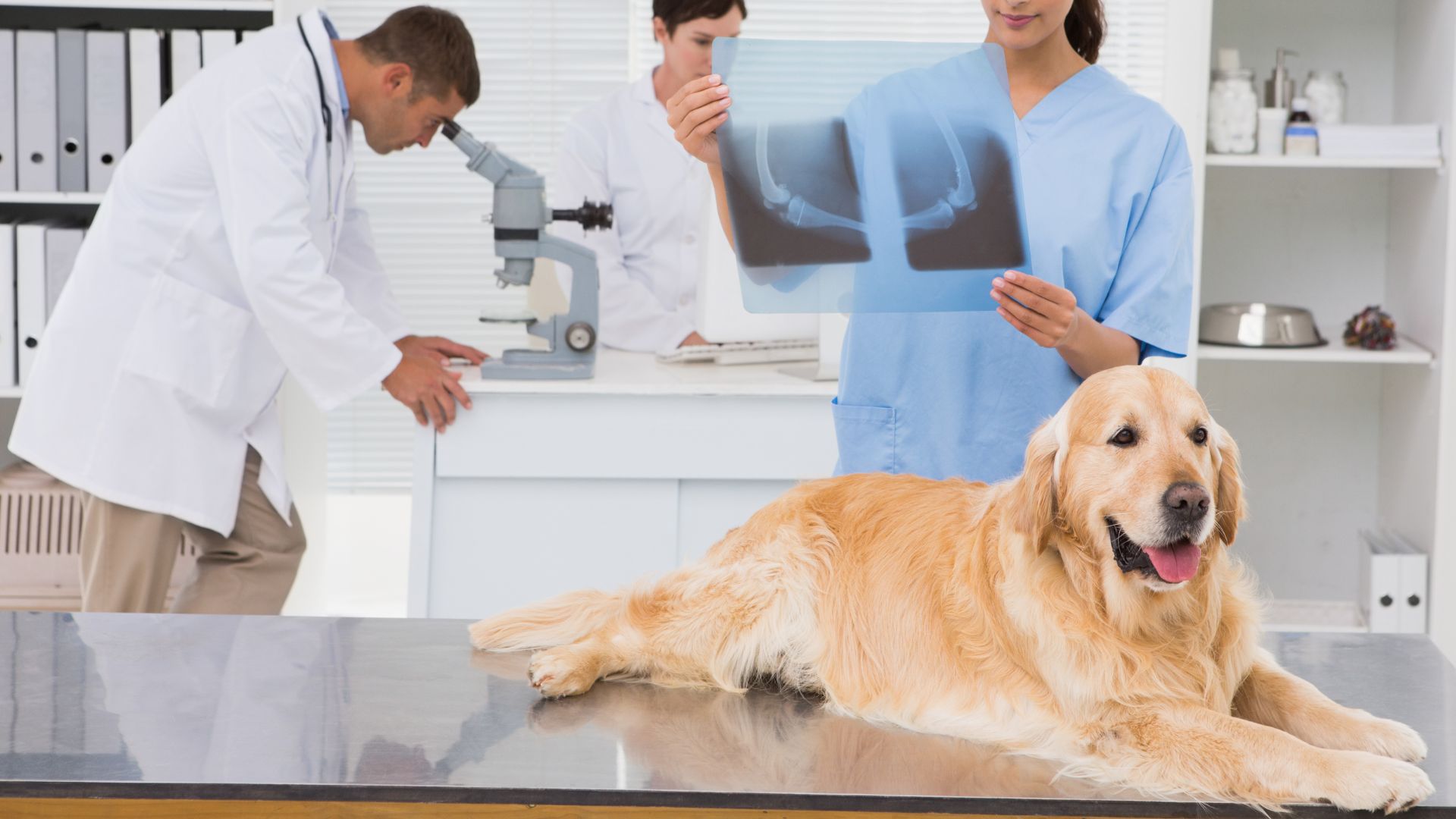 Pet Diagnostic Services