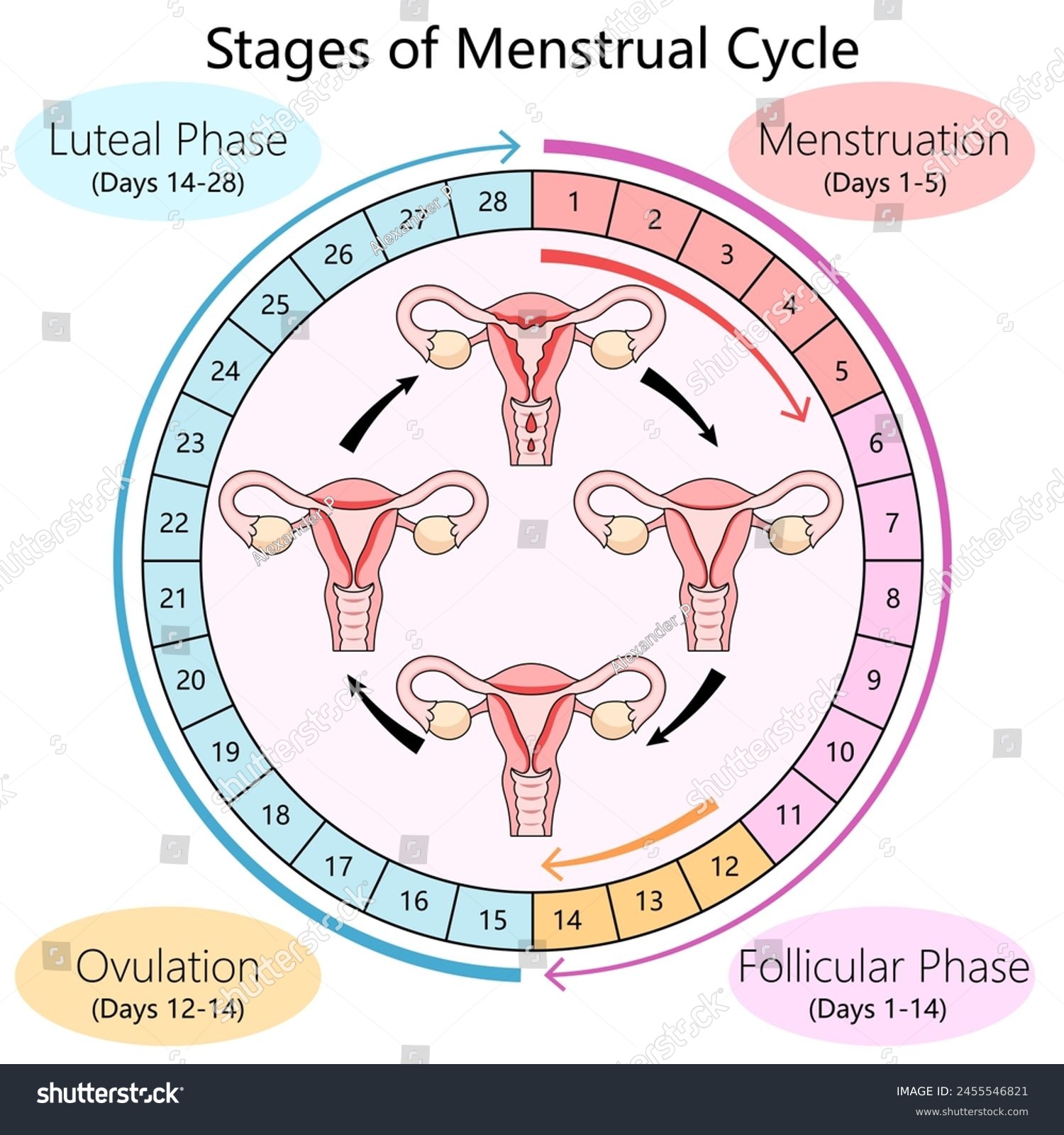 Phases Of A Period
