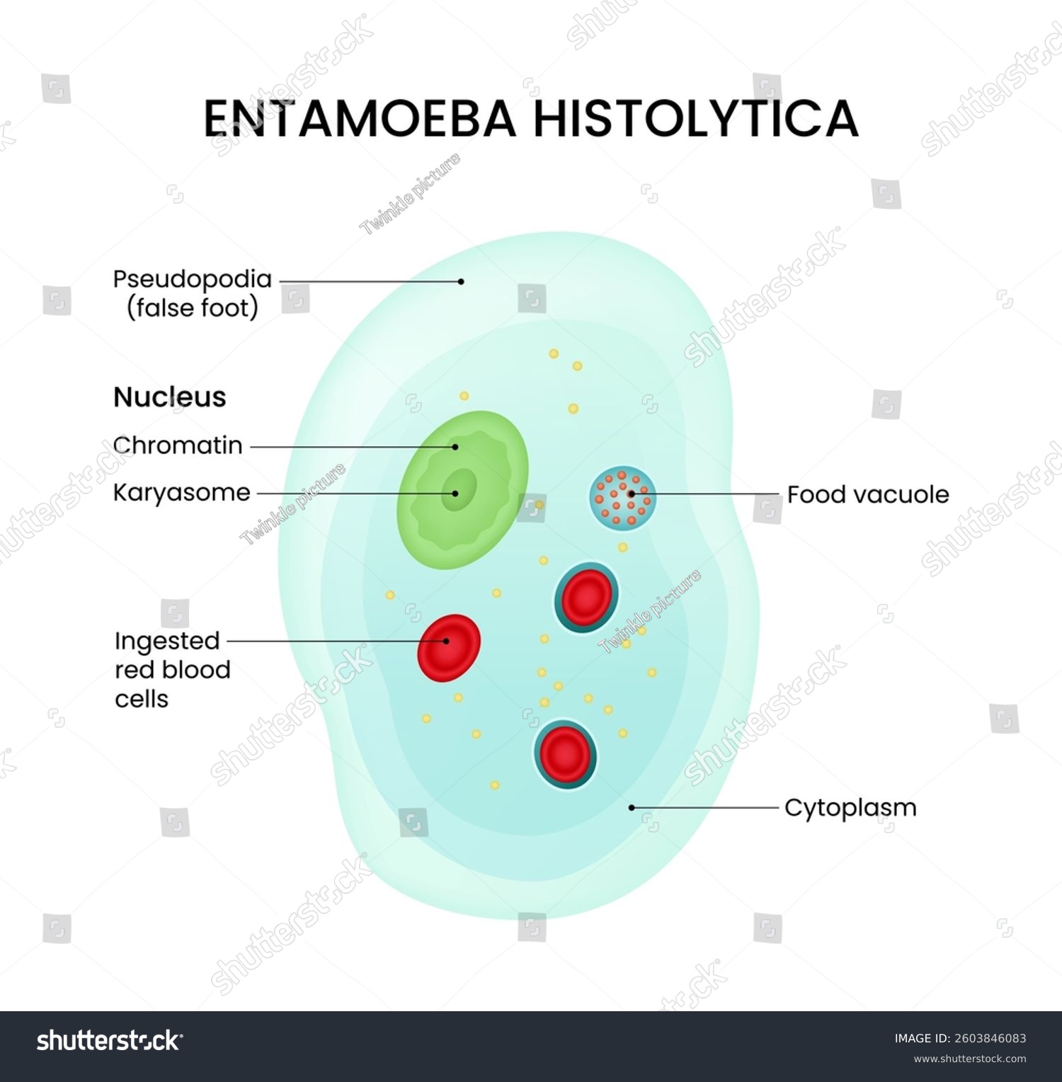 Phylum Of Entamoeba Histolytica