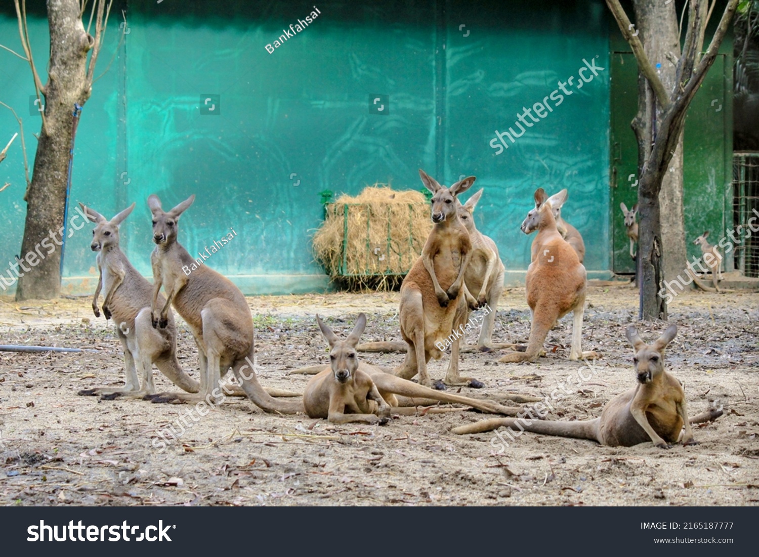 Phylum Of Kangaroo
